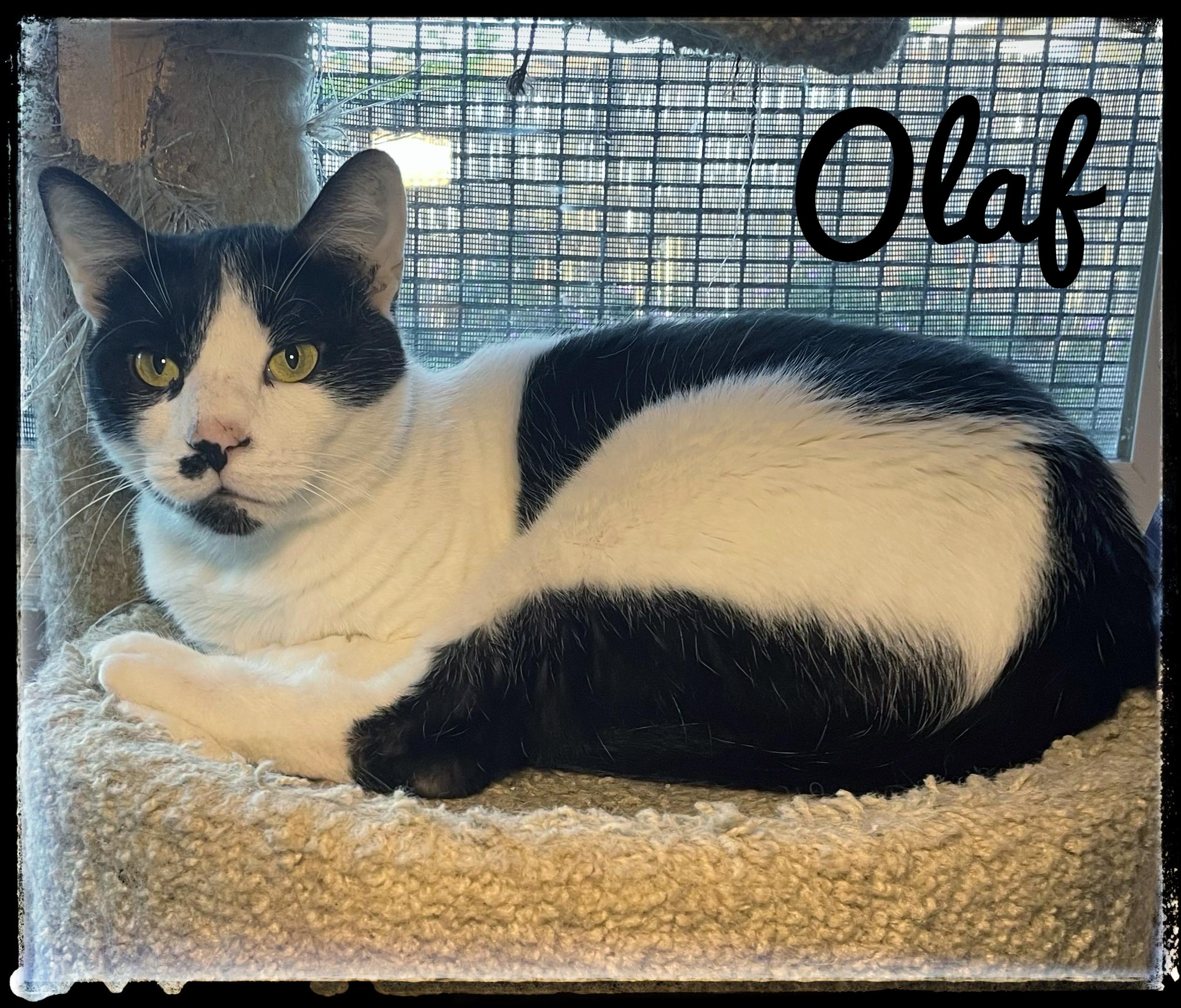 Enlarge Olaf, a Adoptable Domestic Short Hair in El Cajon, CA image 1/1