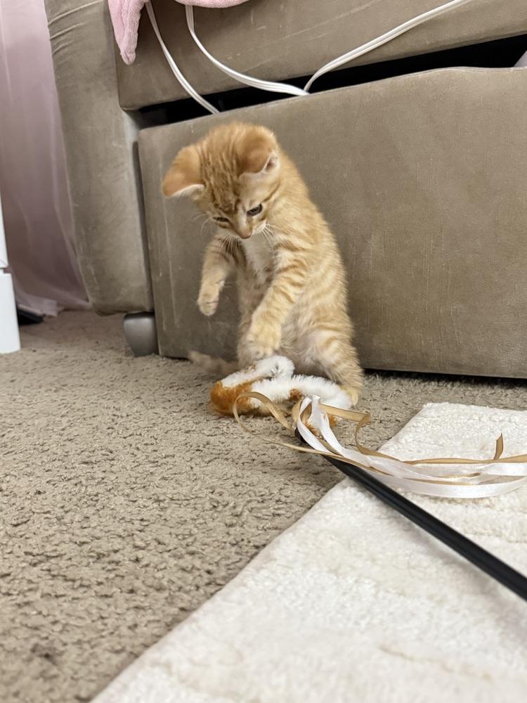 Archie, a Adoptable Domestic Short Hair in Saint Augustine, FL image 1/5