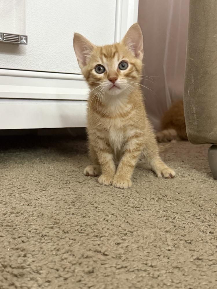 Archie, a Adoptable Domestic Short Hair in Saint Augustine, FL image 2/5