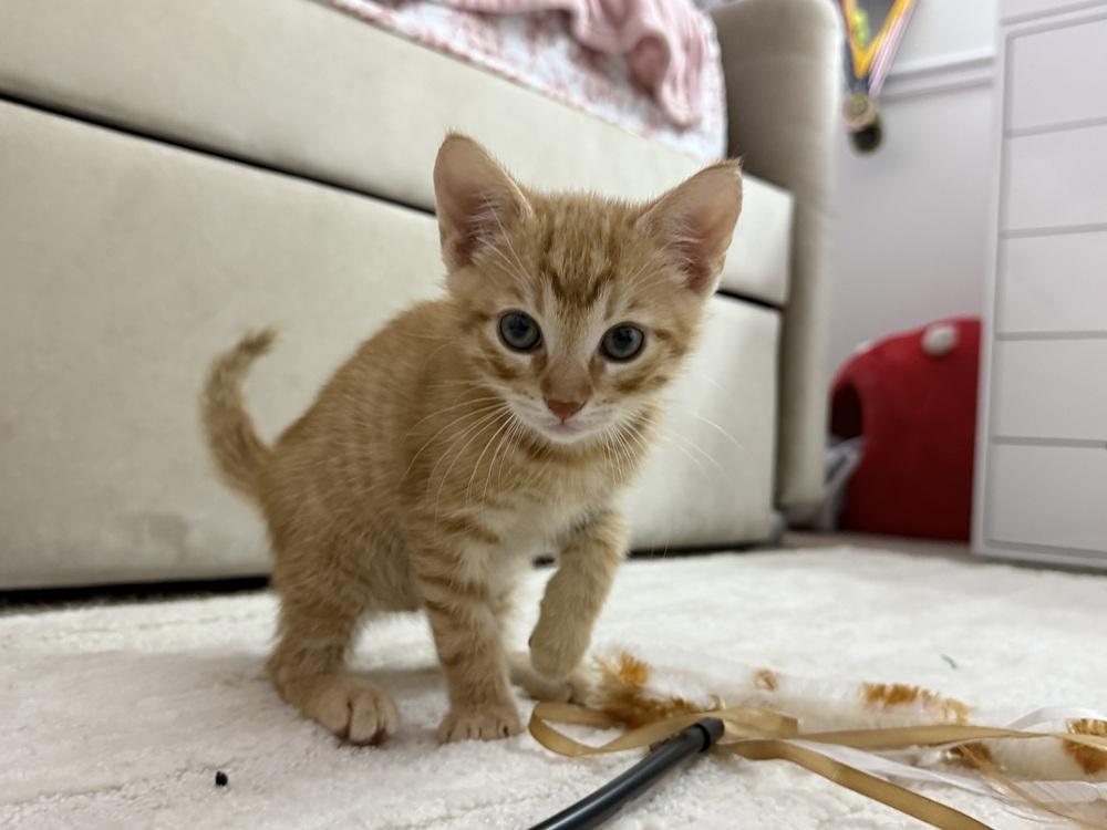 Archie, a Adoptable Domestic Short Hair in Saint Augustine, FL image 3/5