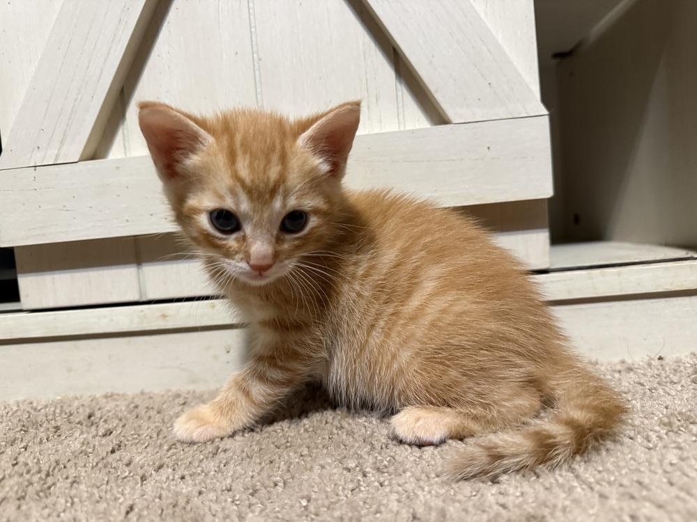 Archie, a Adoptable Domestic Short Hair in Saint Augustine, FL image 4/5