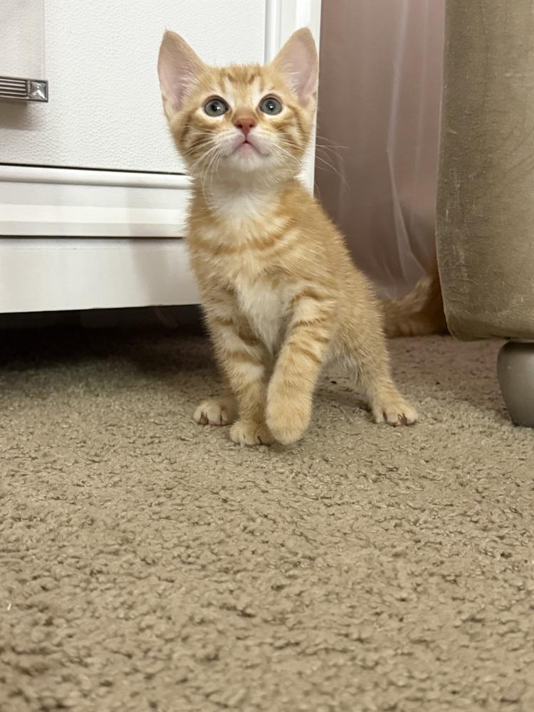 Archie, a Adoptable Domestic Short Hair in Saint Augustine, FL image 5/5