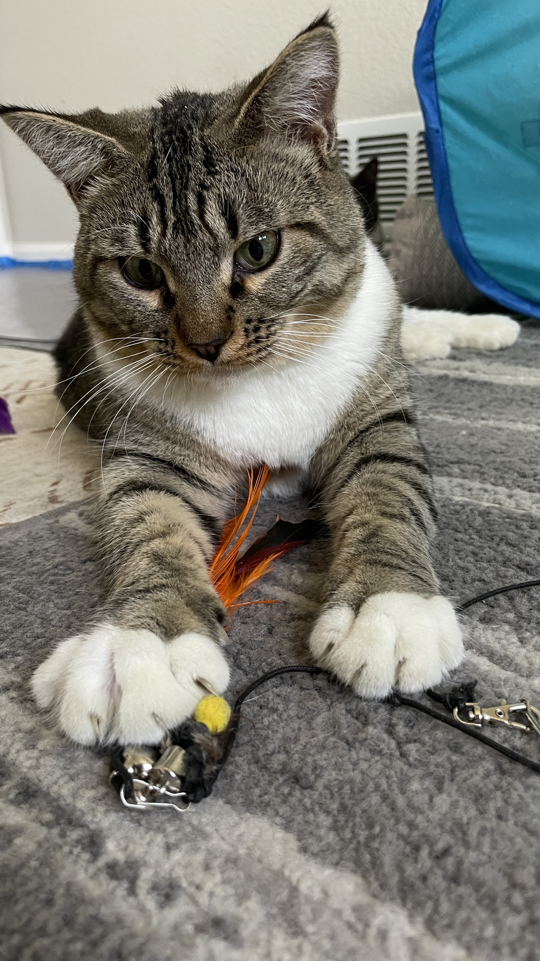 Cat for adoption Turbo (bonded to Allie), a Domestic Short Hair in Colorado Springs, CO