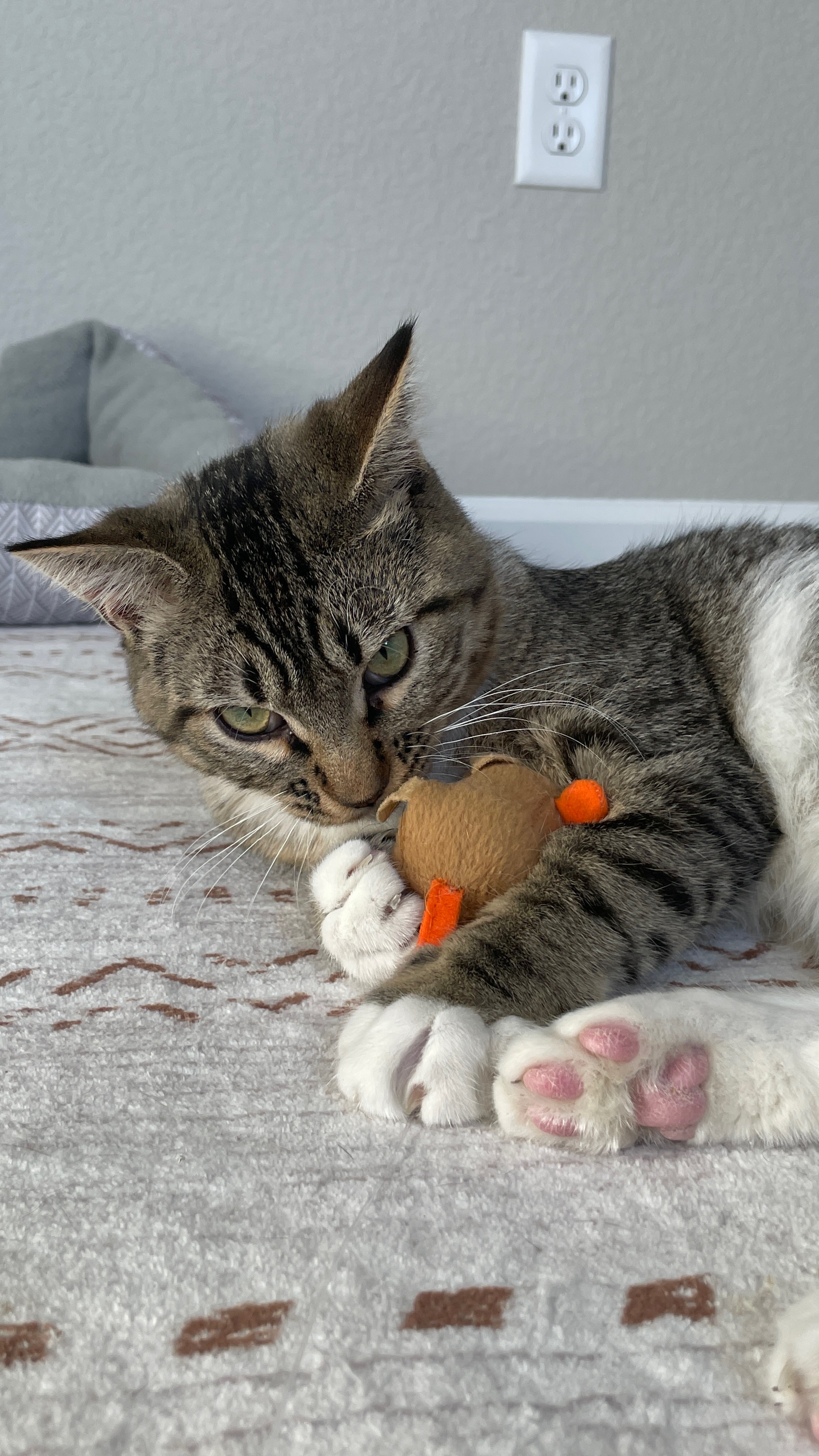 Cat for adoption Turbo (bonded to Allie), a Domestic Short Hair in Colorado Springs, CO