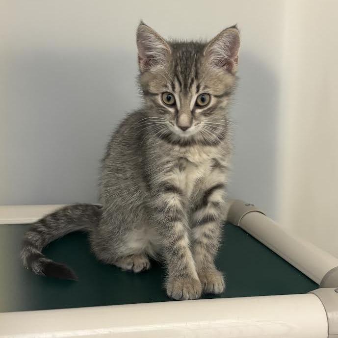 Enlarge Betty, an adopted Domestic Short Hair in Ridgway, CO image 1/1