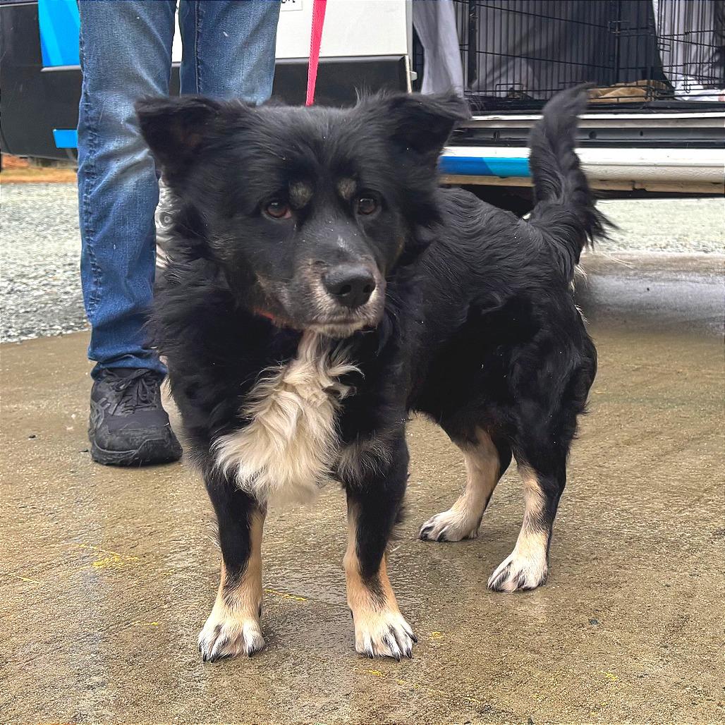 Enlarge Midnight, a Adoptable Mixed Breed in Mebane, NC image 1/4