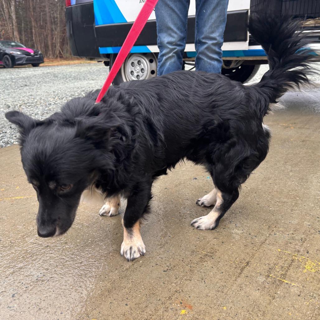 Enlarge Midnight, a Adoptable Mixed Breed in Mebane, NC image 2/4