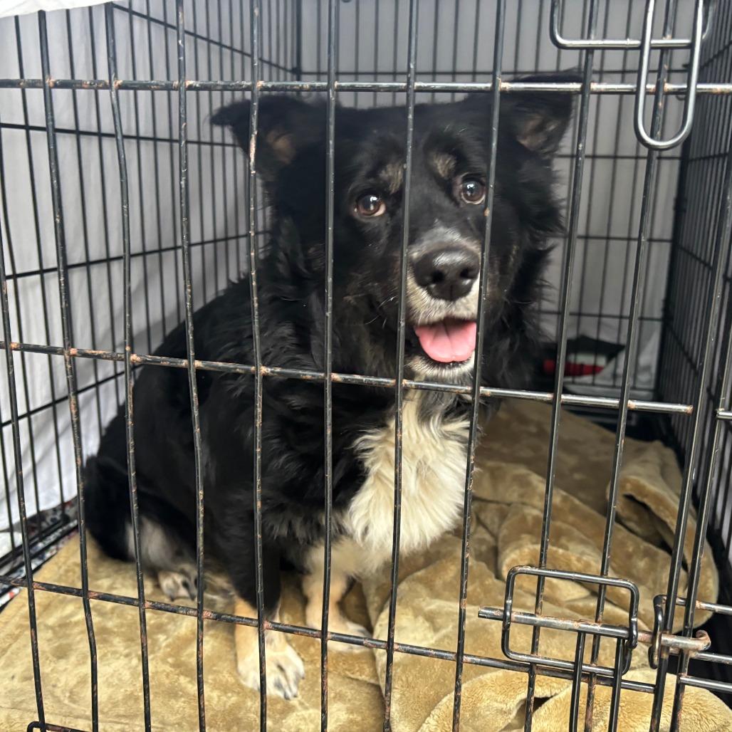 Enlarge Midnight, a Adoptable Mixed Breed in Mebane, NC image 3/4