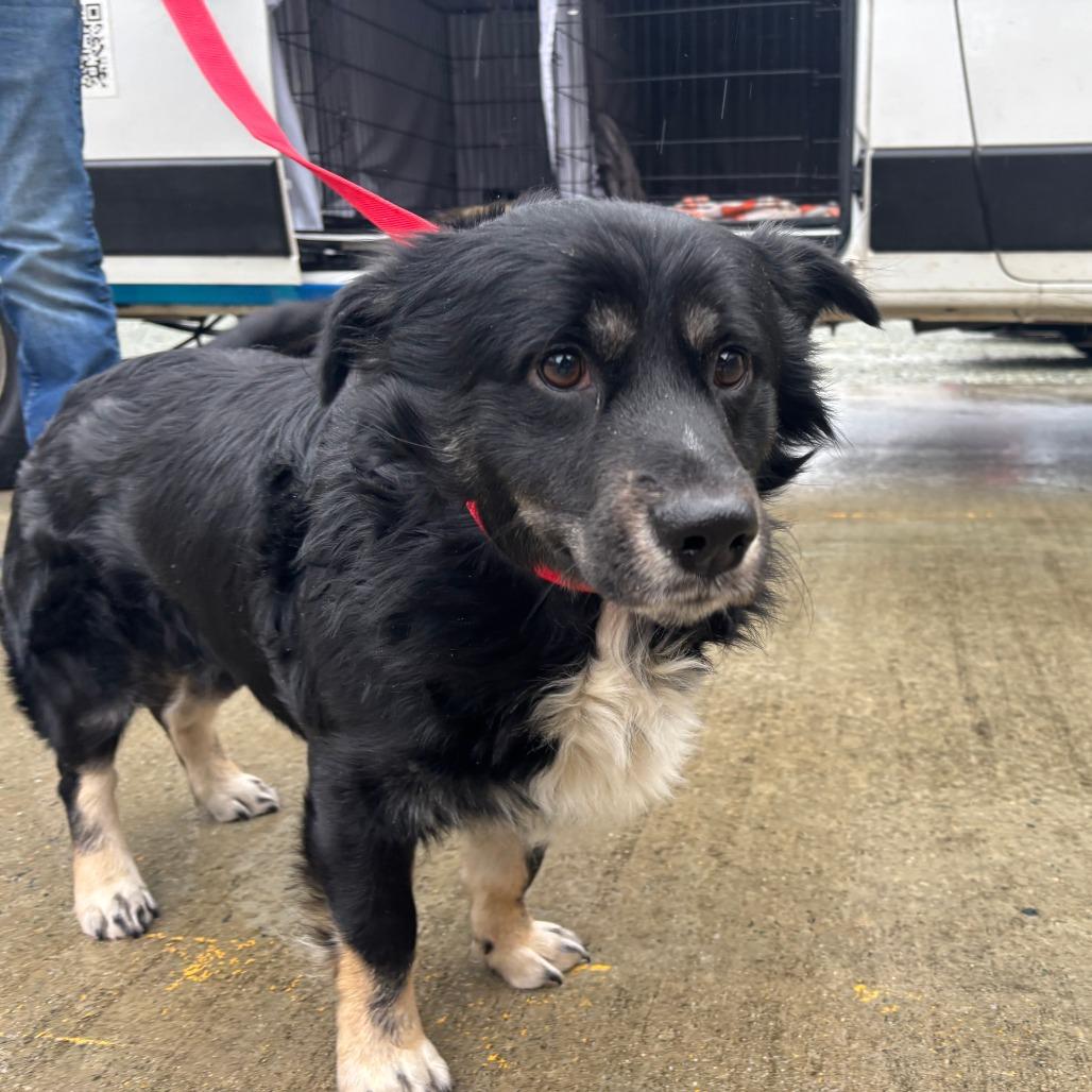 Enlarge Midnight, a Adoptable Mixed Breed in Mebane, NC image 4/4