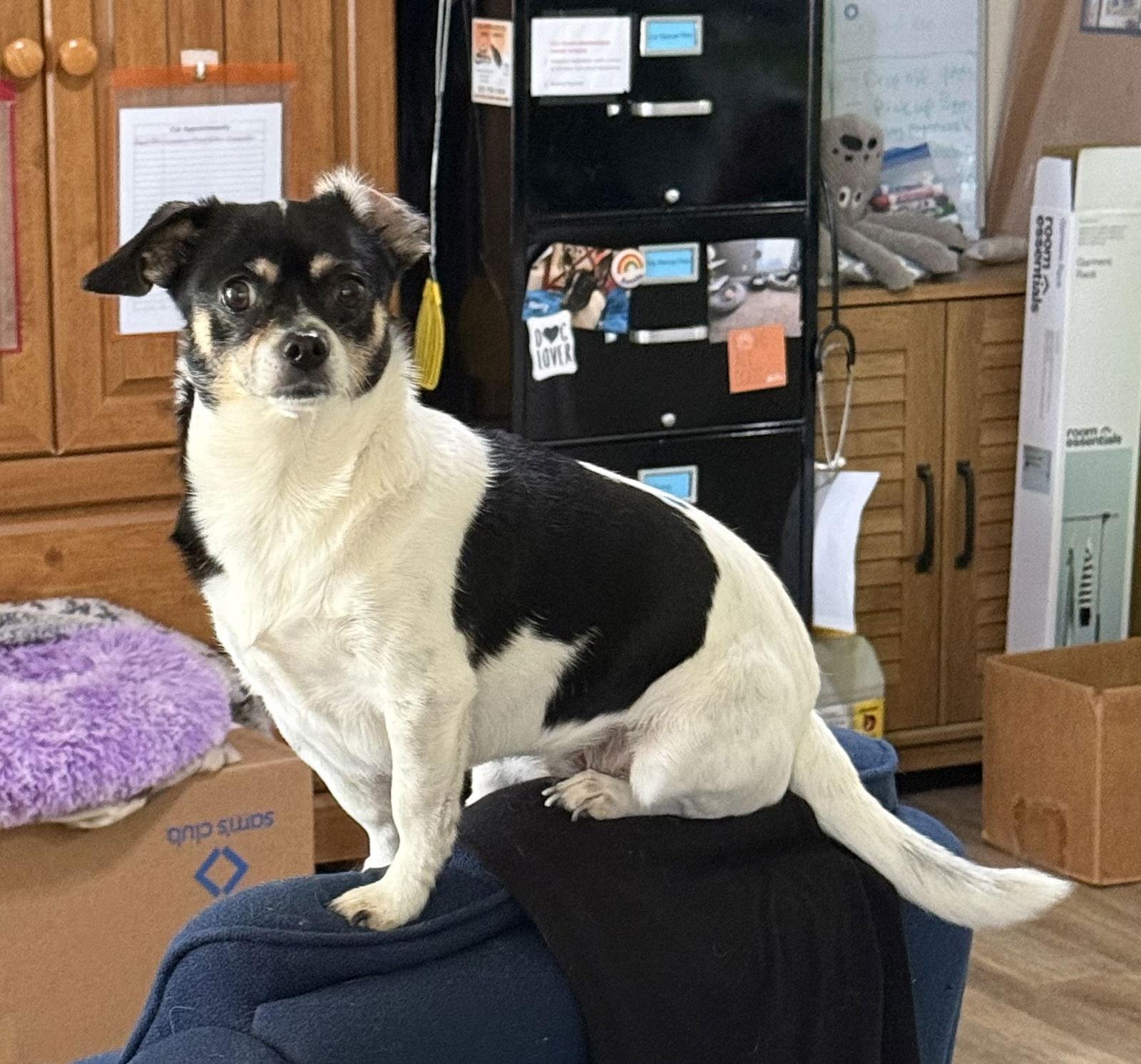 Hannah, Adopted, Adult Female Chihuahua & Rat Terrier.