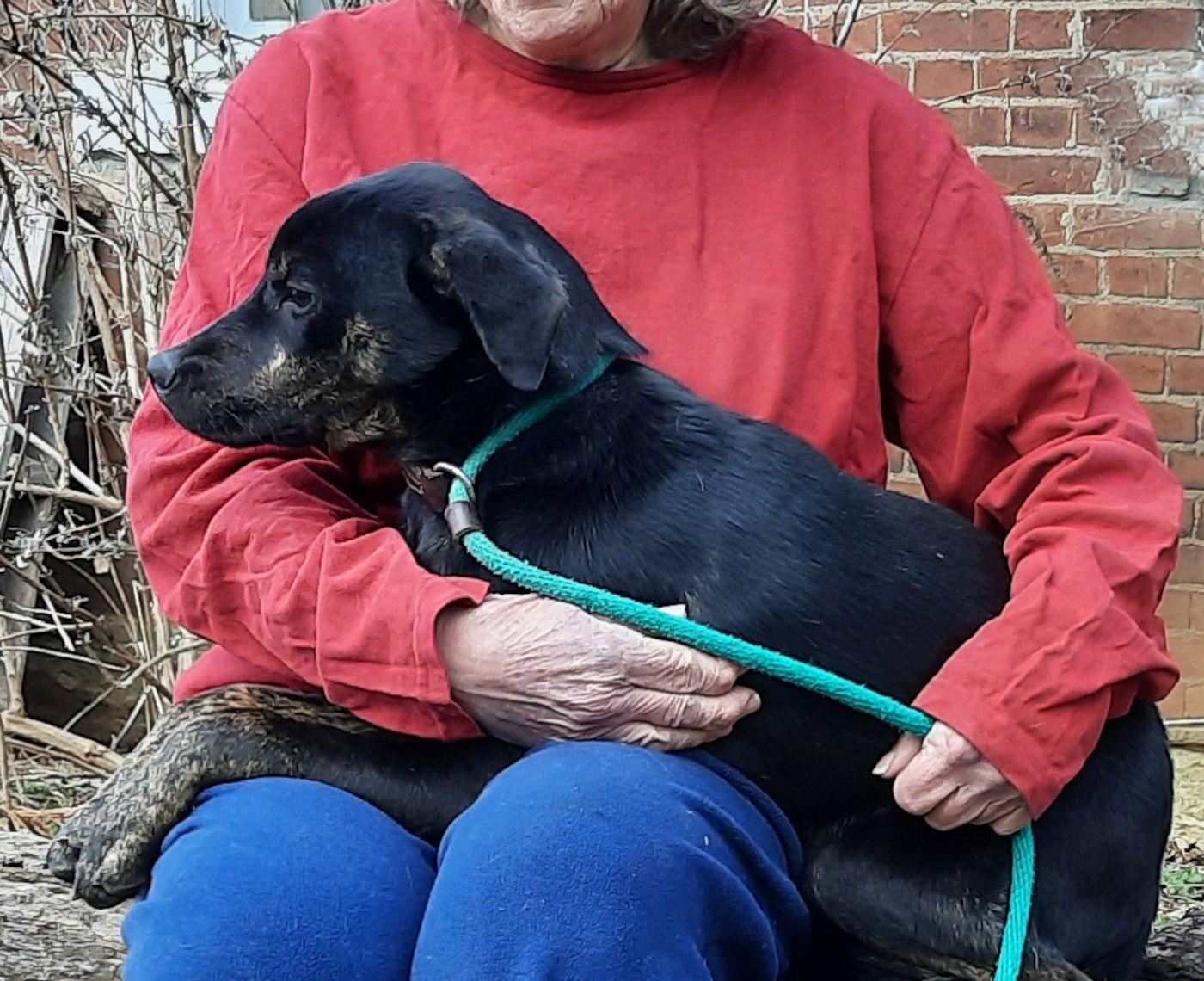 Smitty, a Adopted mixed breed in Mcconnelsville, OH image 1/3