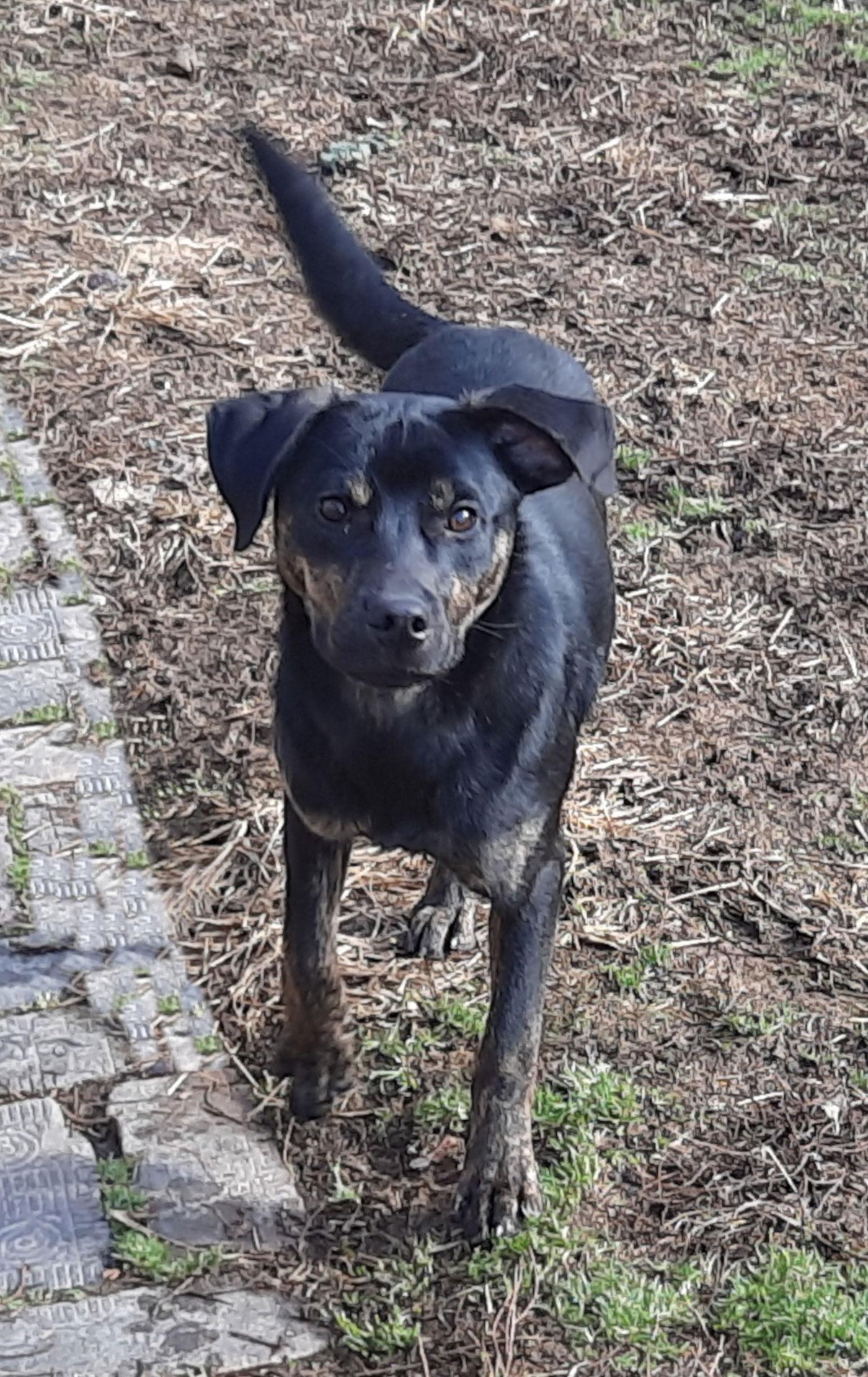 Smitty, a Adopted mixed breed in Mcconnelsville, OH image 2/3