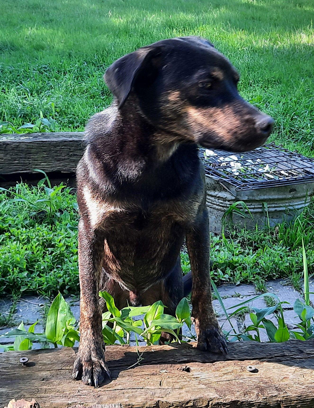 Smitty, a Adopted mixed breed in Mcconnelsville, OH image 3/3