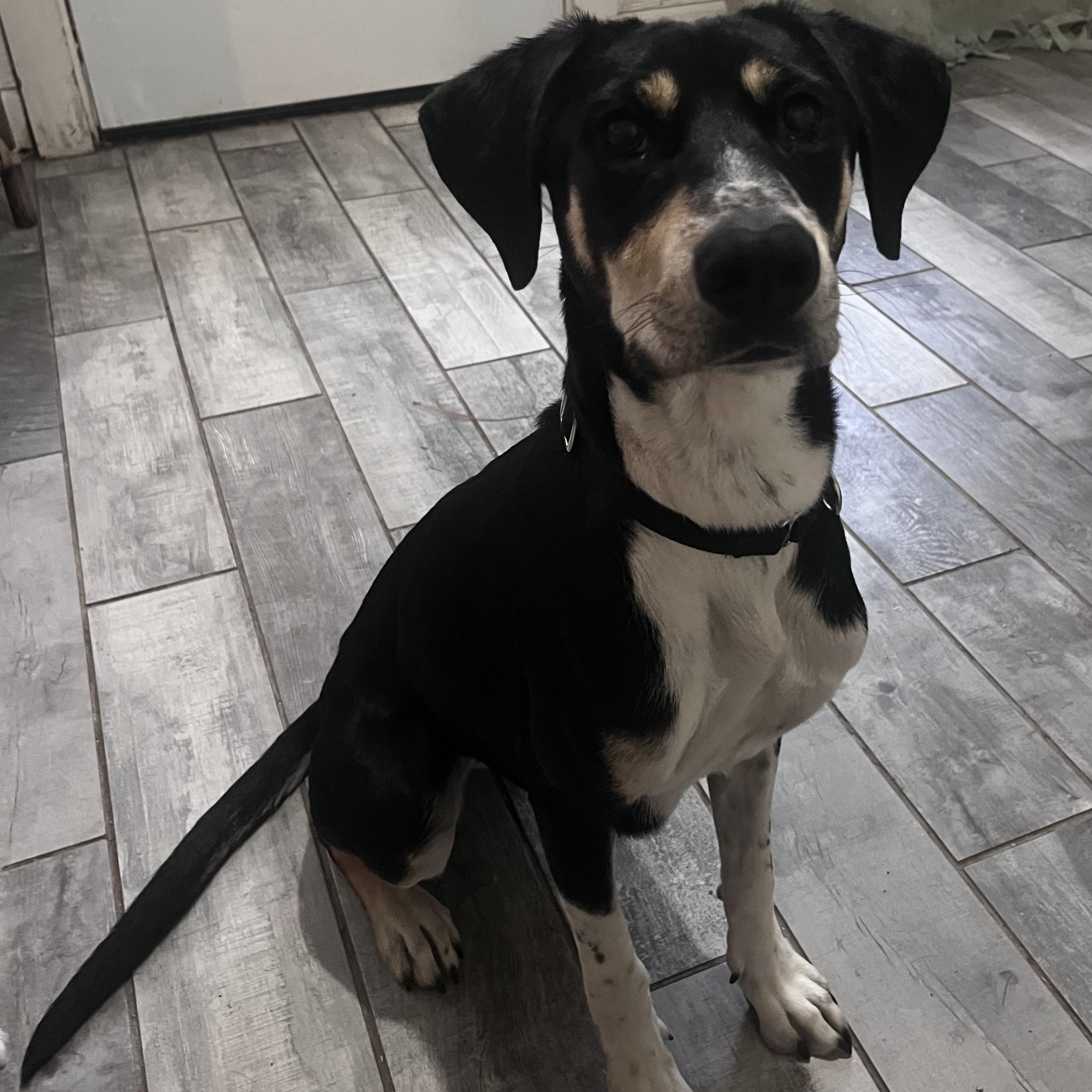 Sandy, a Adoptable mixed breed in Bethel, VT image 2/4