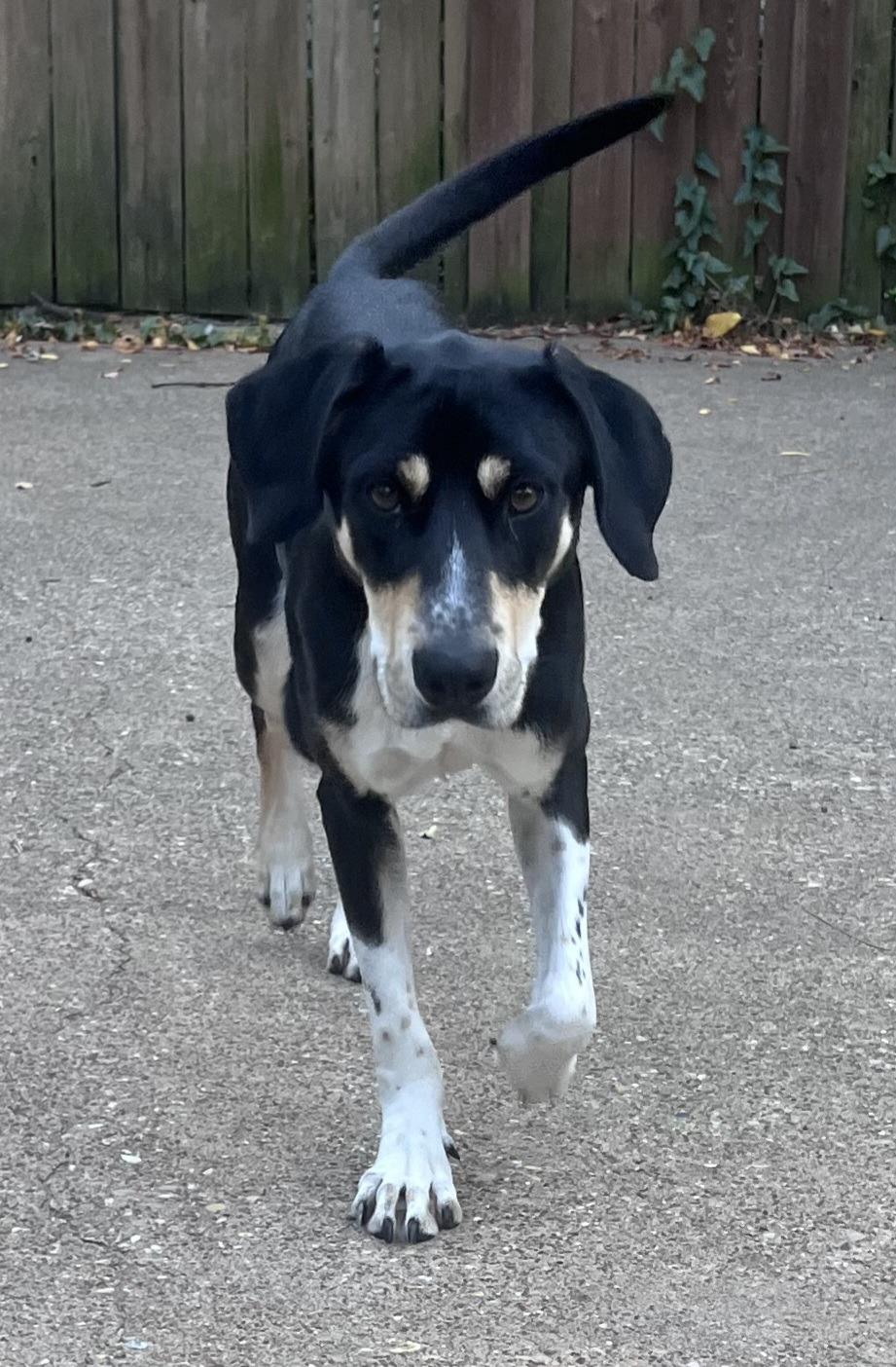 Sandy, a Adoptable mixed breed in Bethel, VT image 3/4