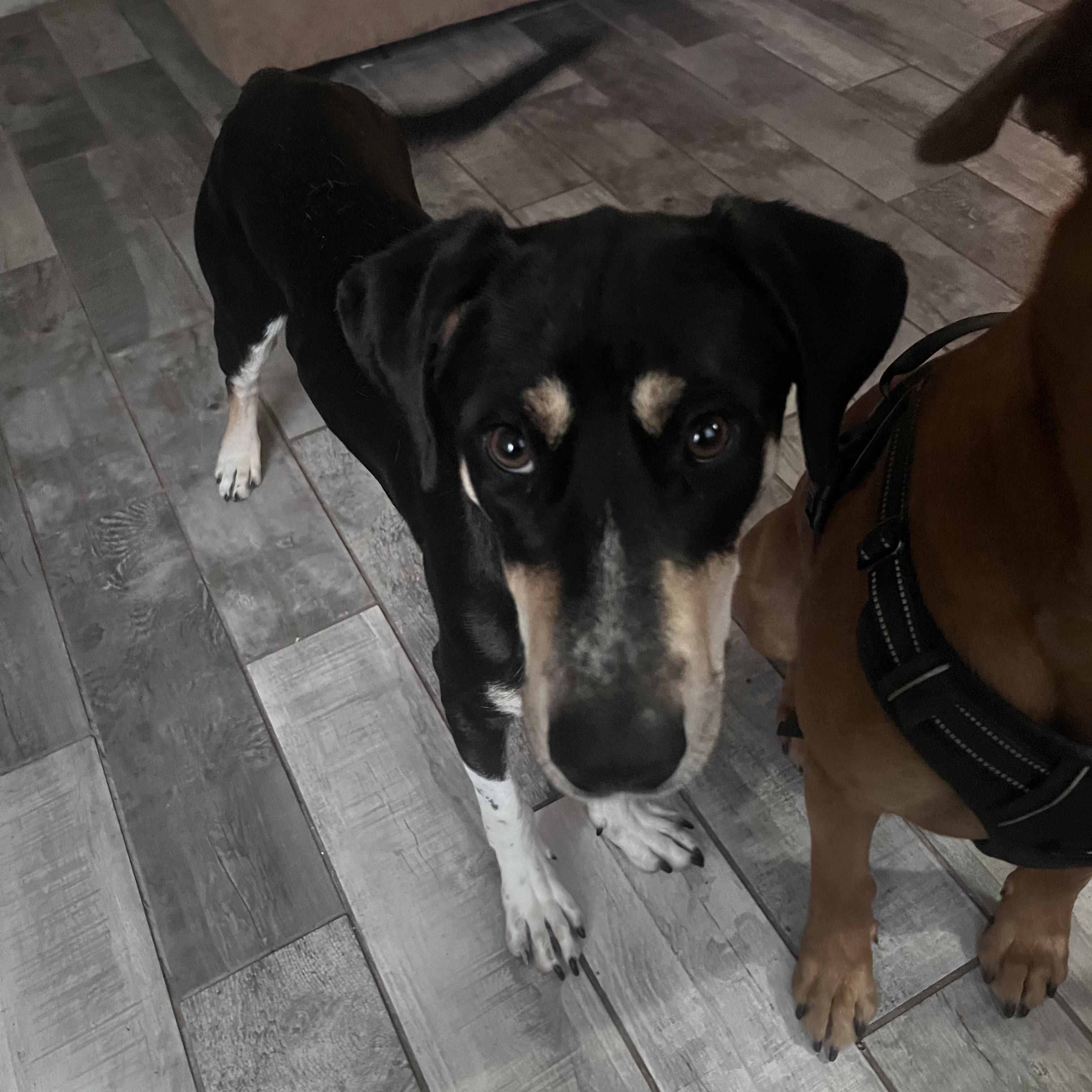 Sandy, a Adoptable mixed breed in Bethel, VT image 4/4