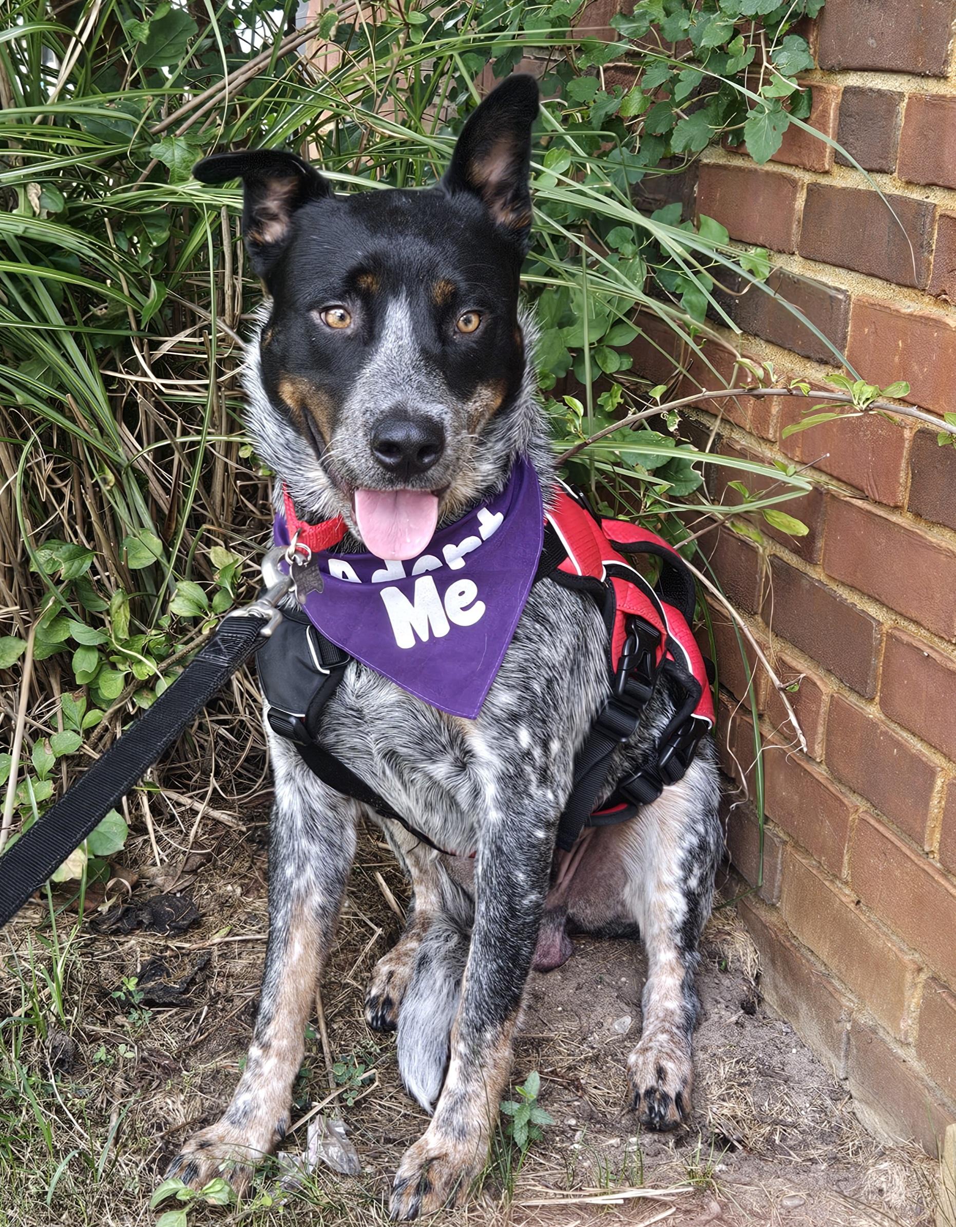 Enlarge Toby aka Maverick, a Adoptable Australian Cattle Dog / Blue Heeler in Detroit, MI image 2/6