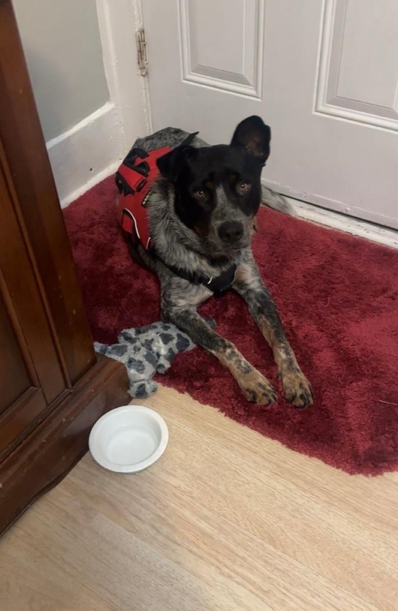 Enlarge Toby aka Maverick, a Adoptable Australian Cattle Dog / Blue Heeler in Detroit, MI image 6/6