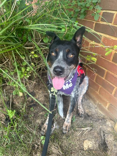 Enlarge Toby aka Maverick, a Adoptable Australian Cattle Dog / Blue Heeler in Detroit, MI image 4/6