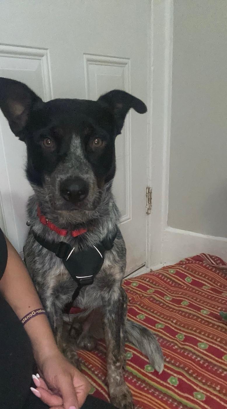 Enlarge Toby aka Maverick, a Adoptable Australian Cattle Dog / Blue Heeler in Detroit, MI image 5/6