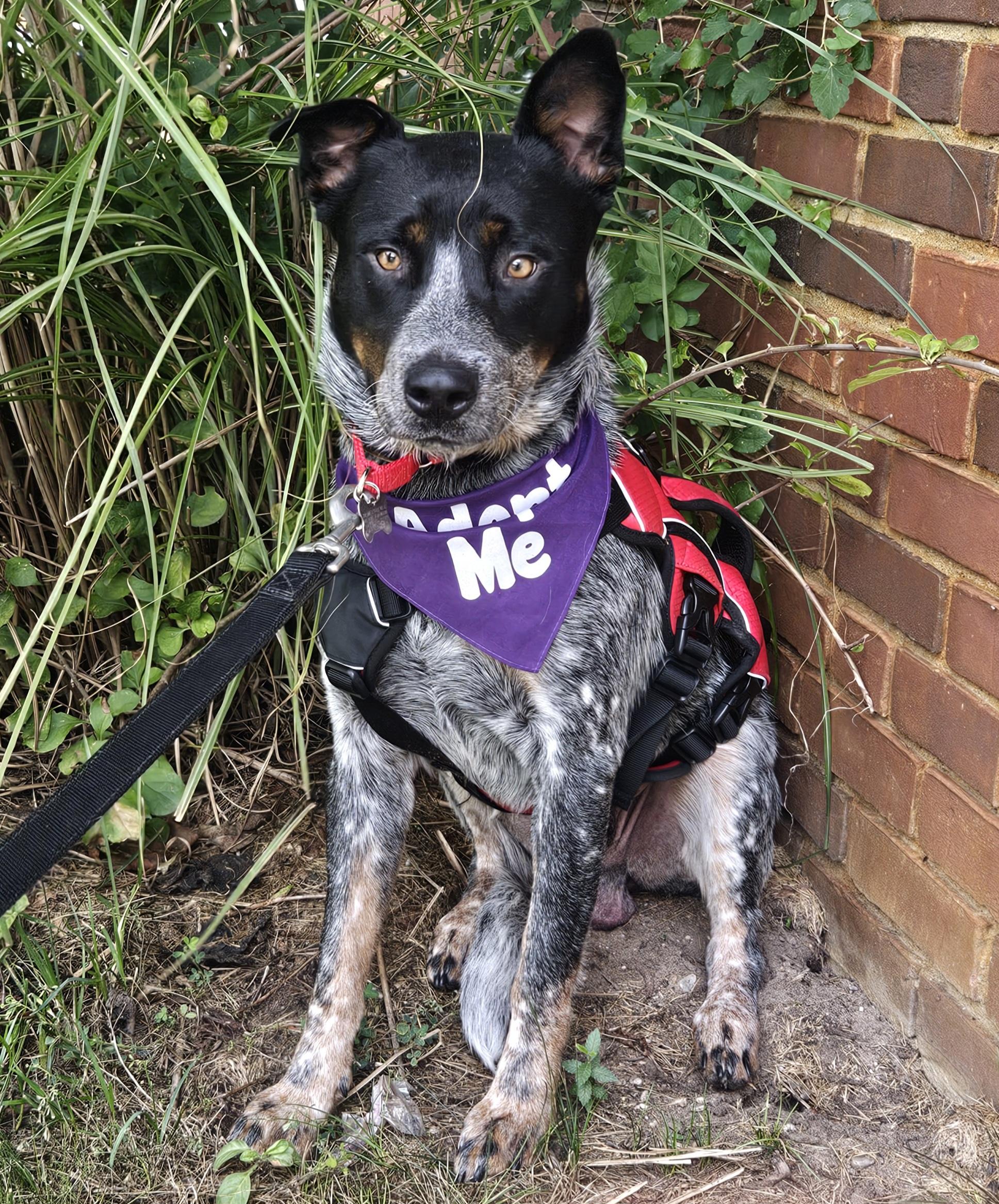 Enlarge Toby aka Maverick, a Adoptable Australian Cattle Dog / Blue Heeler in Detroit, MI image 3/6