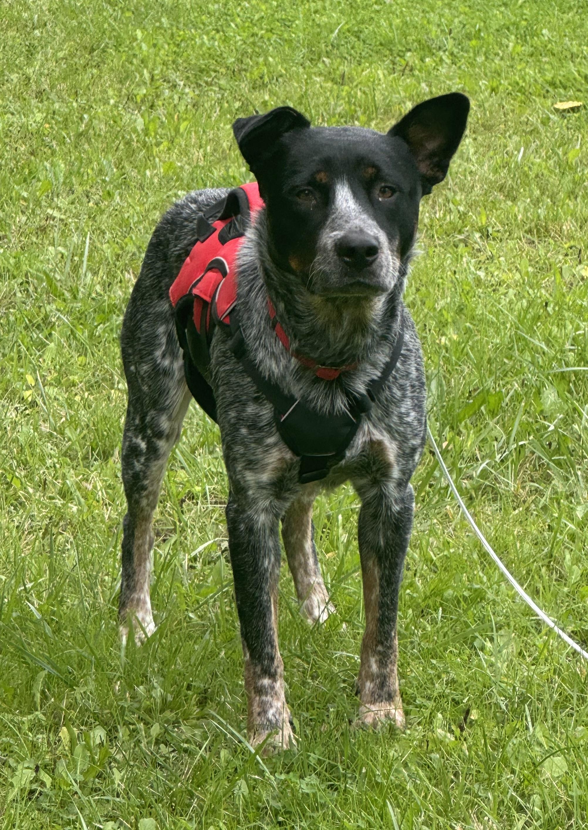 Enlarge Toby aka Maverick, a Adoptable Australian Cattle Dog / Blue Heeler in Detroit, MI image 1/6