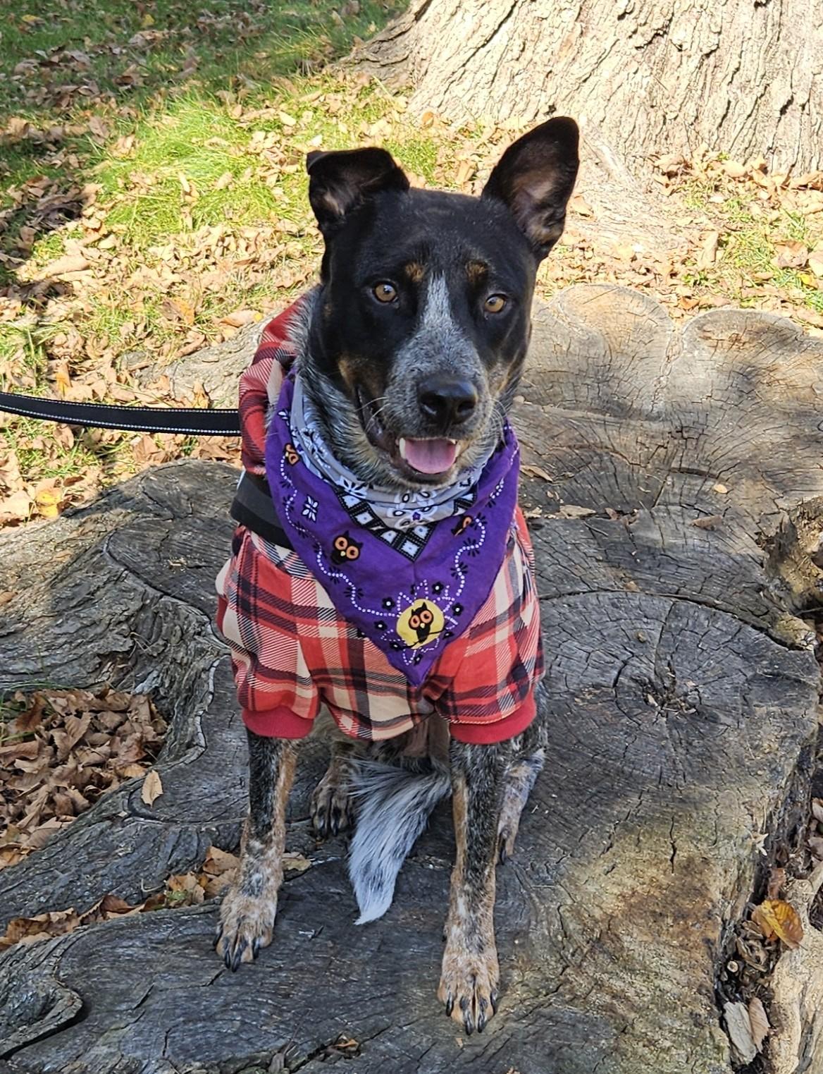 Toby aka Maverick, Adoptable, Young Male Australian Cattle Dog / Blue Heeler.