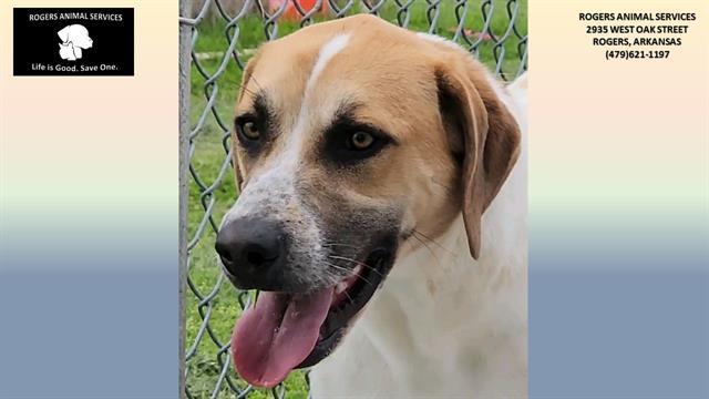 Enlarge GREG, a Adoptable Mixed Breed in Rogers, AR image 1/1