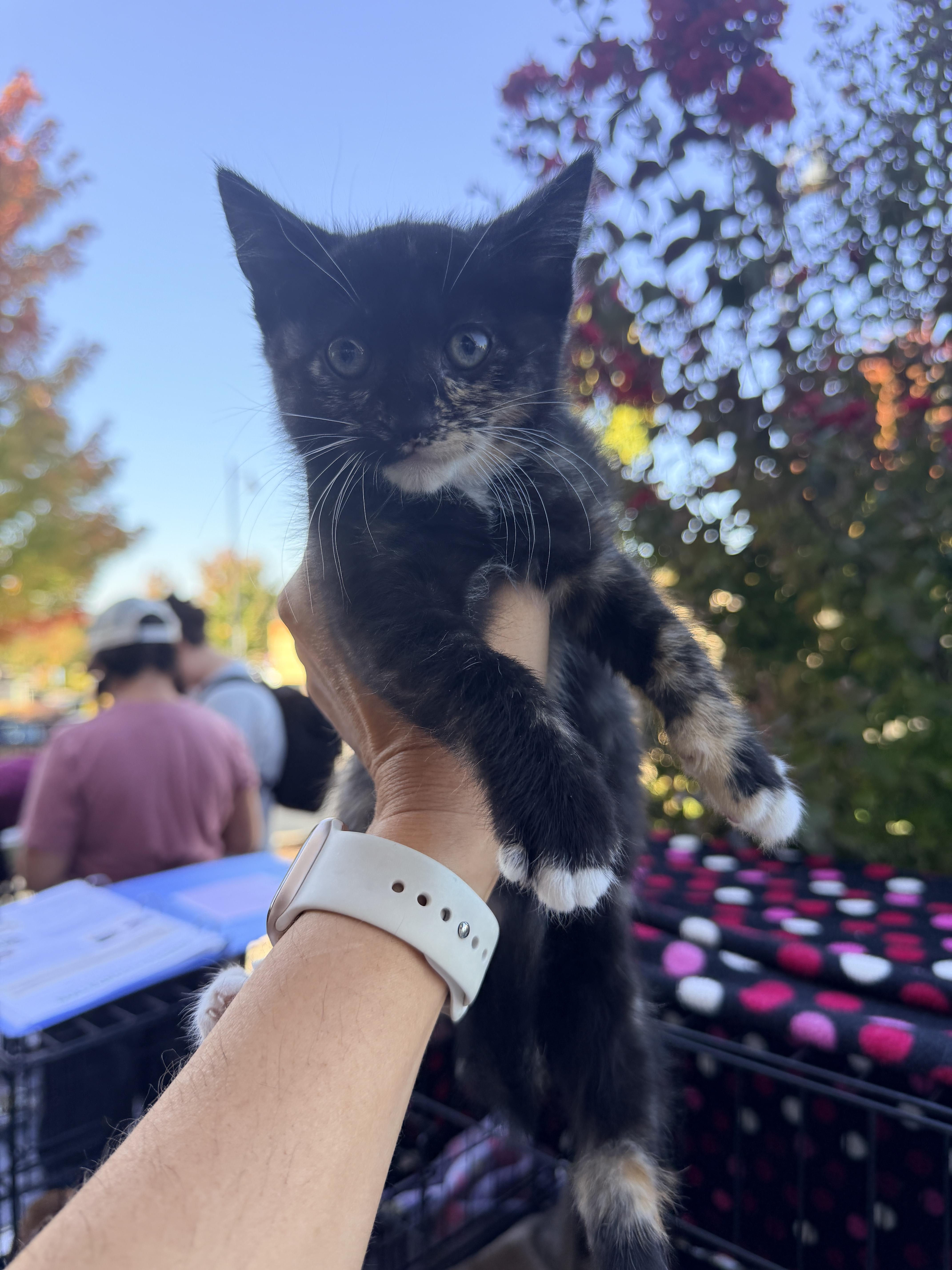 Enlarge Trixie, a Adoptable Domestic Short Hair in Penryn, CA image 5/5