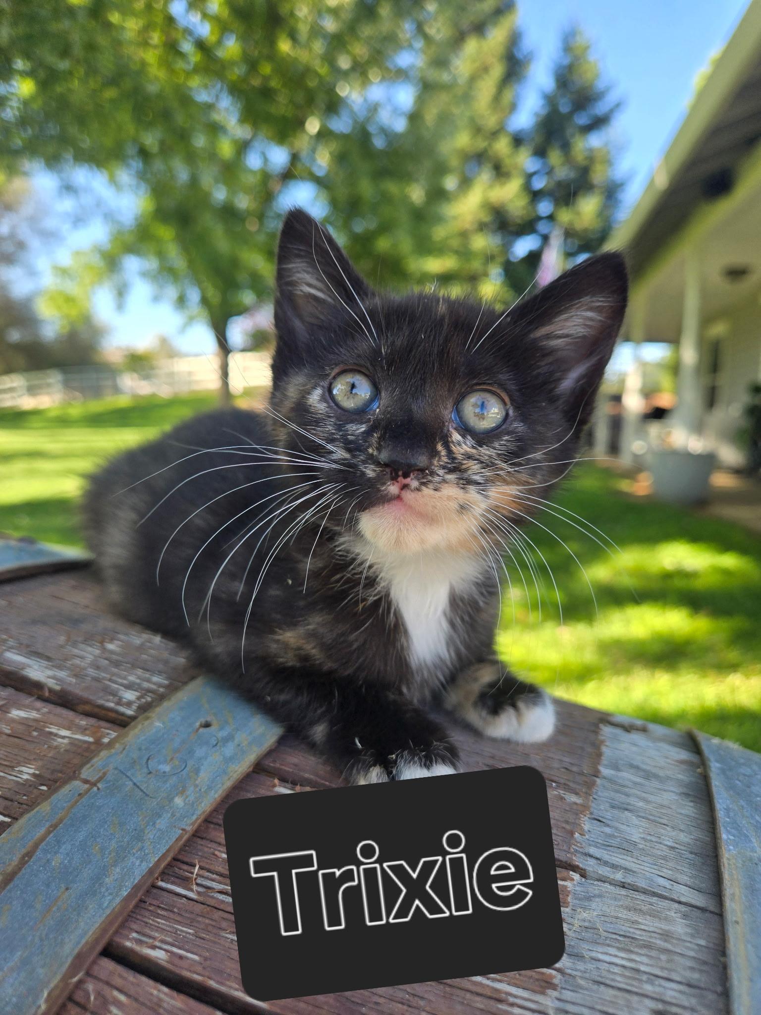 Trixie, Adoptable, Kitten Female Domestic Short Hair.