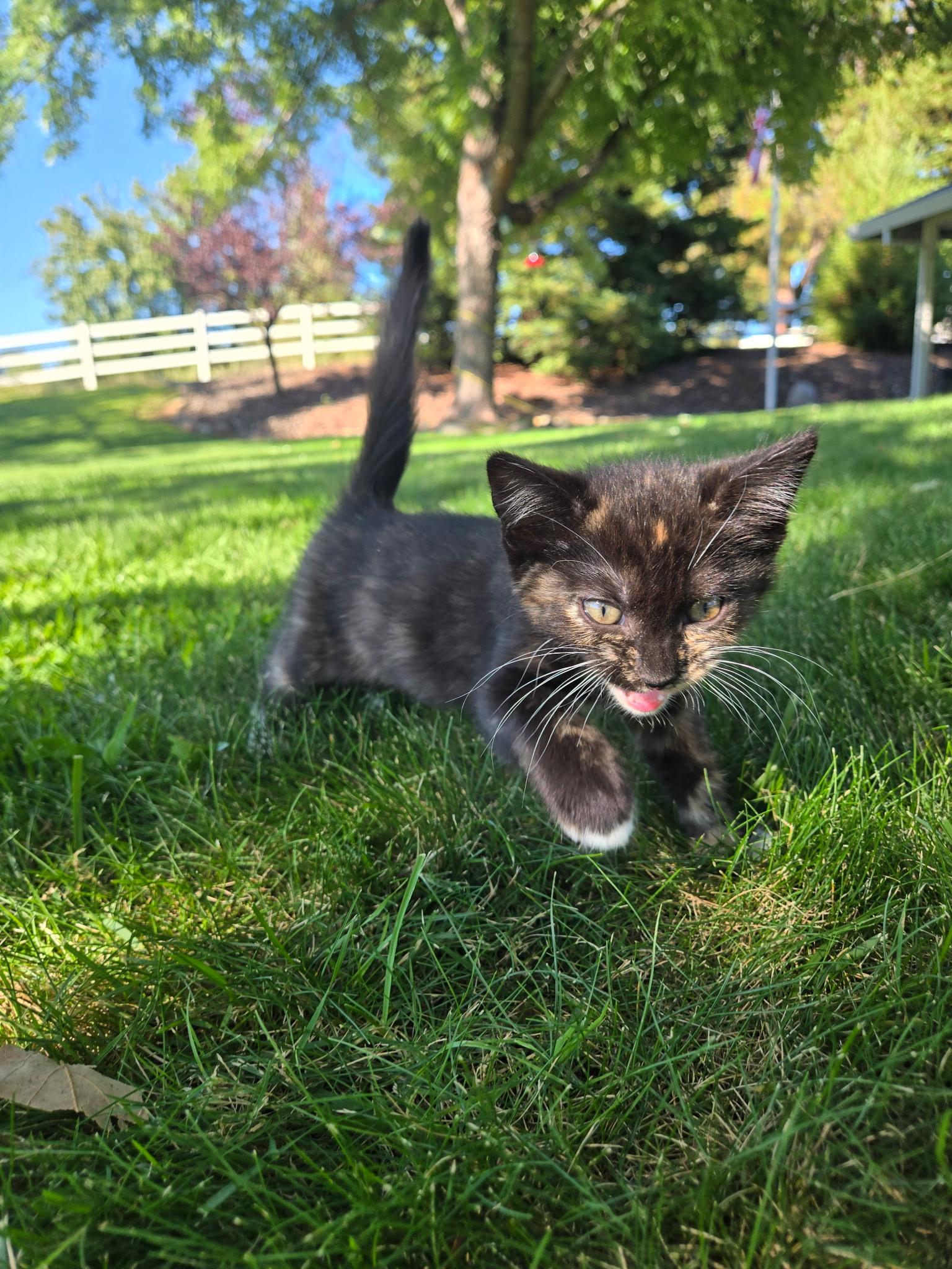 Enlarge Trixie, a Adoptable Domestic Short Hair in Penryn, CA image 3/5