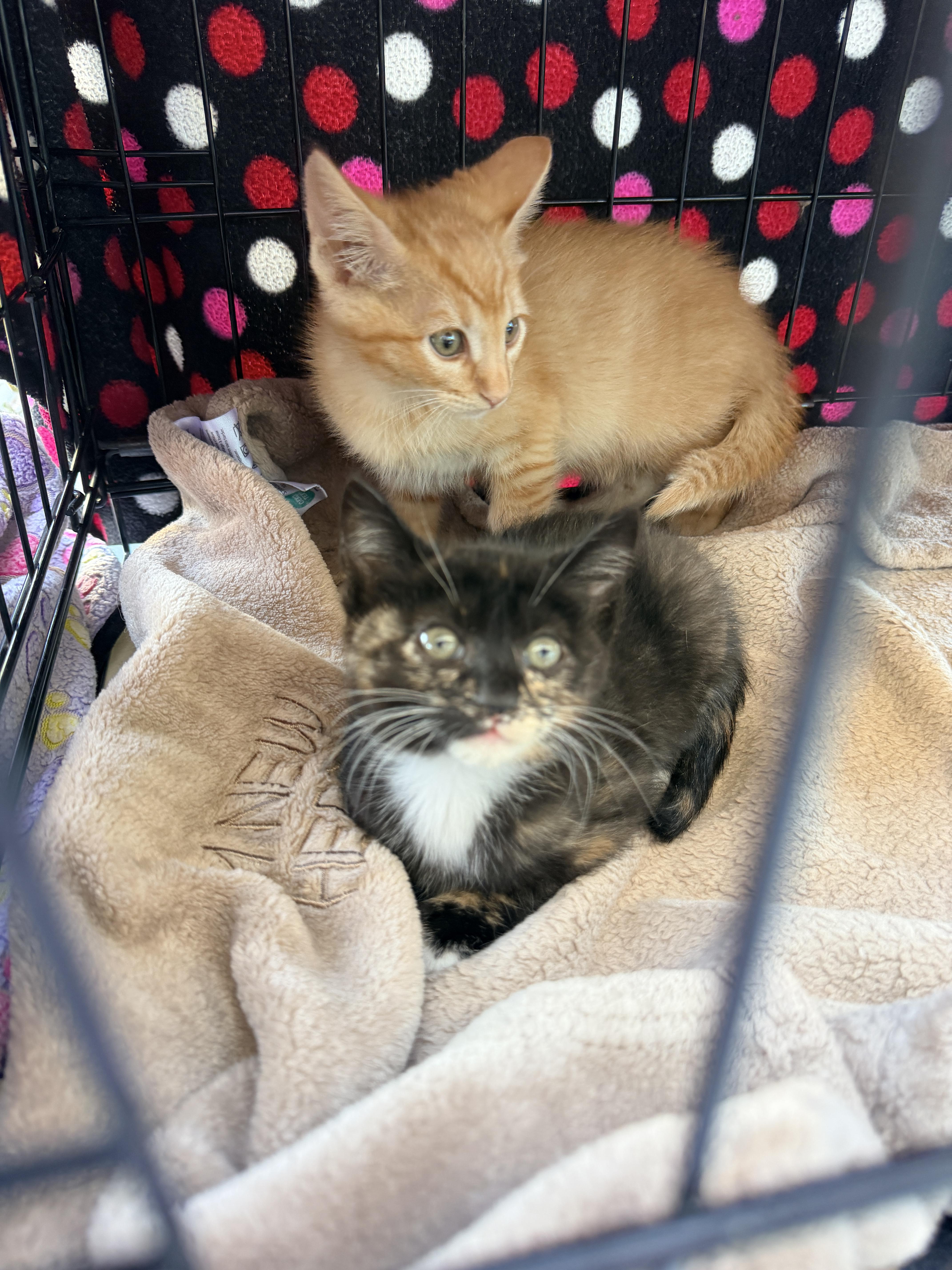 Enlarge Trixie, a Adoptable Domestic Short Hair in Penryn, CA image 4/5