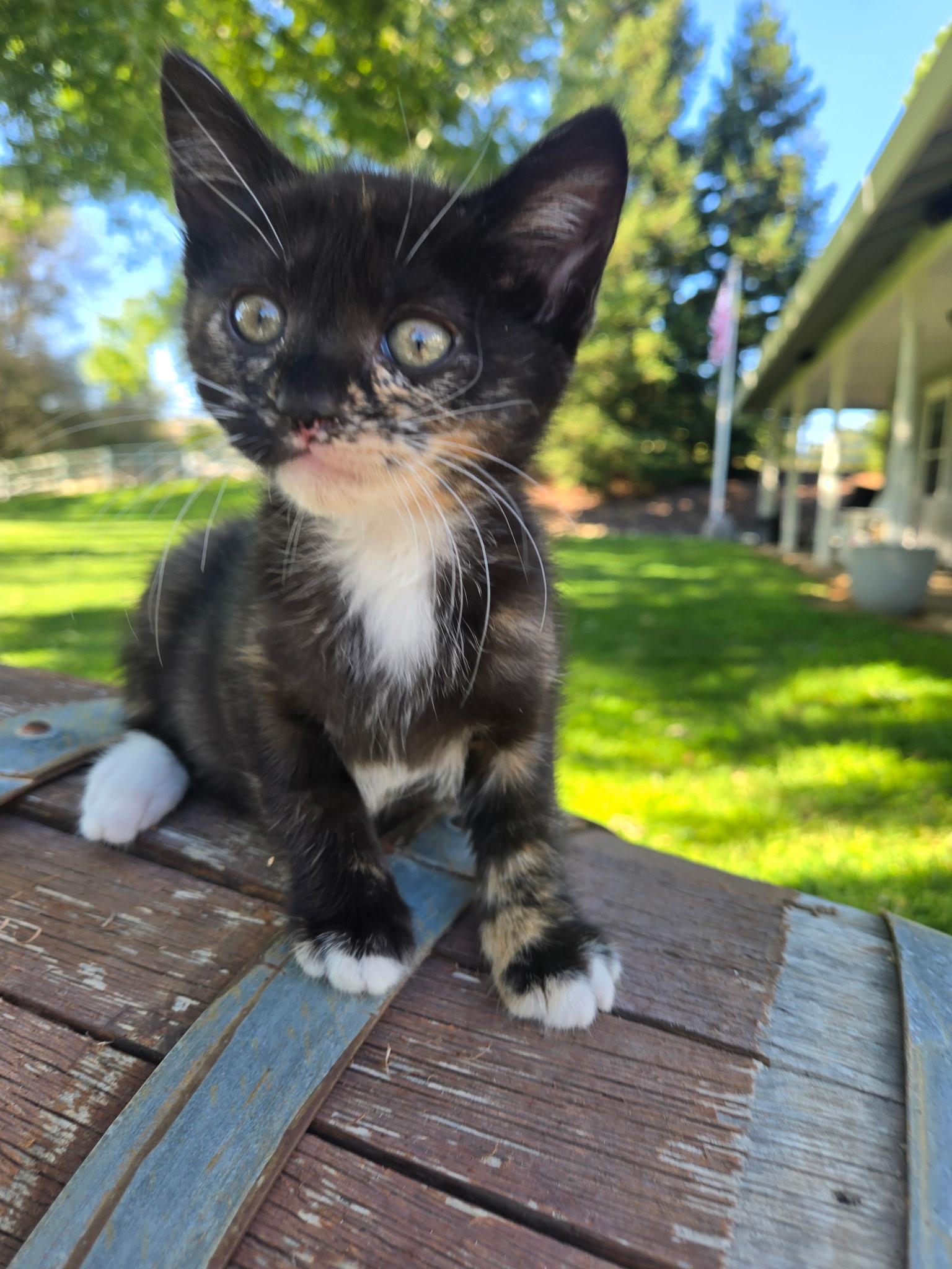 Enlarge Trixie, a Adoptable Domestic Short Hair in Penryn, CA image 2/5