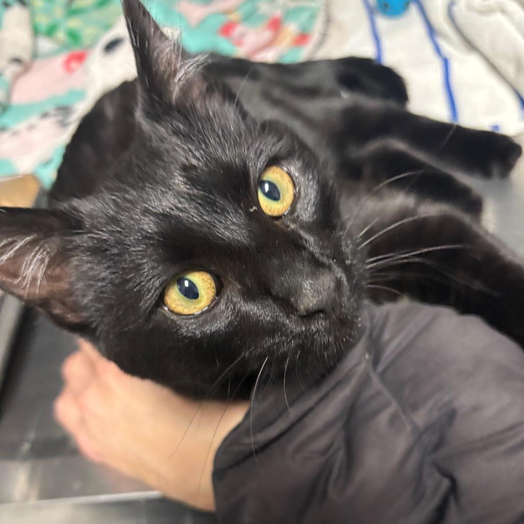 Leo, a Adoptable Domestic Short Hair in Taos, NM image 1/2