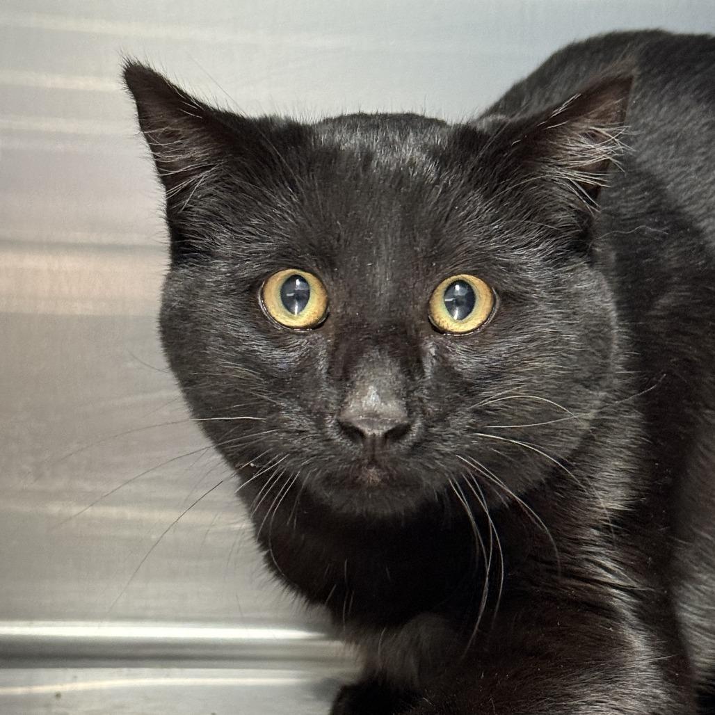 Leo, a Adoptable Domestic Short Hair in Taos, NM image 2/2