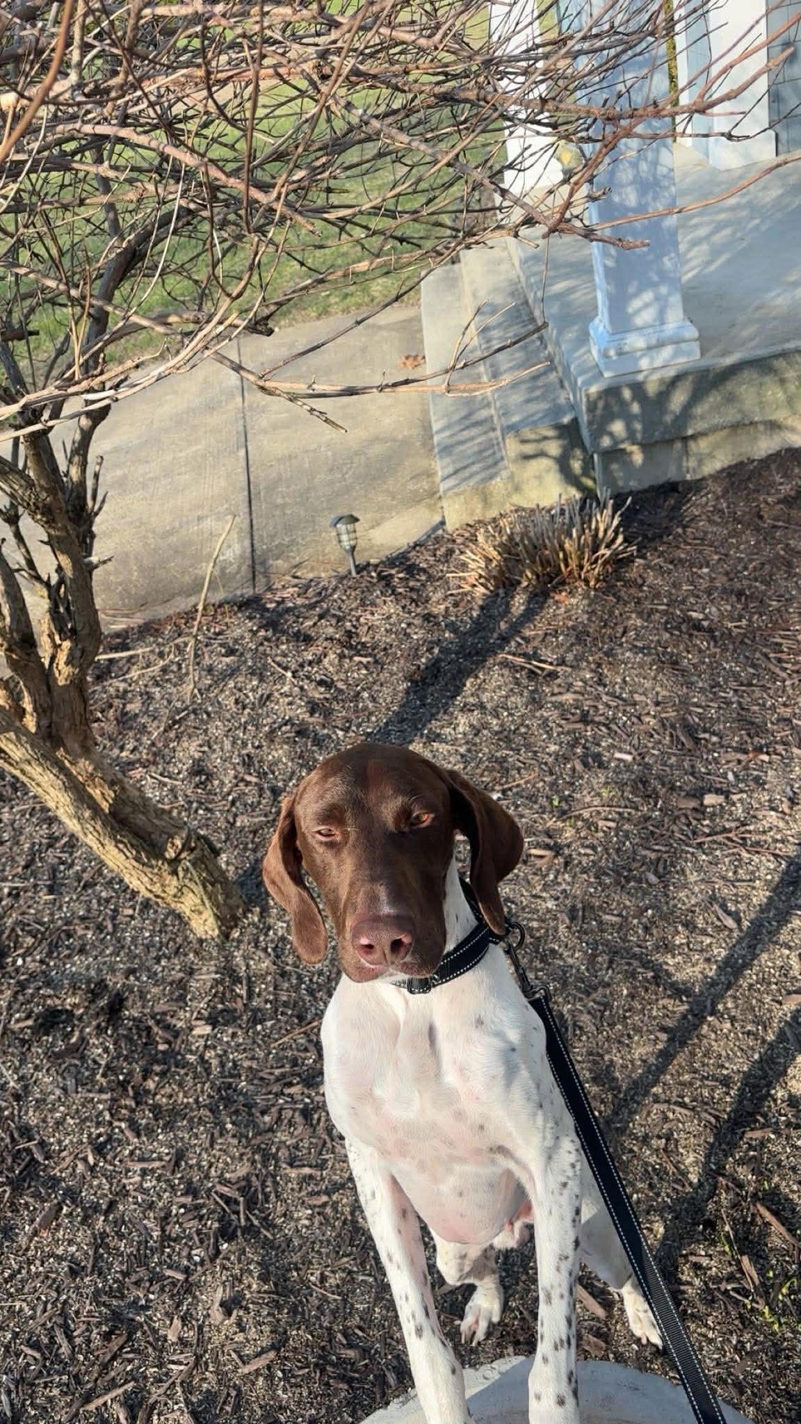 Hunter, Adoptable, Adult Male English Pointer.