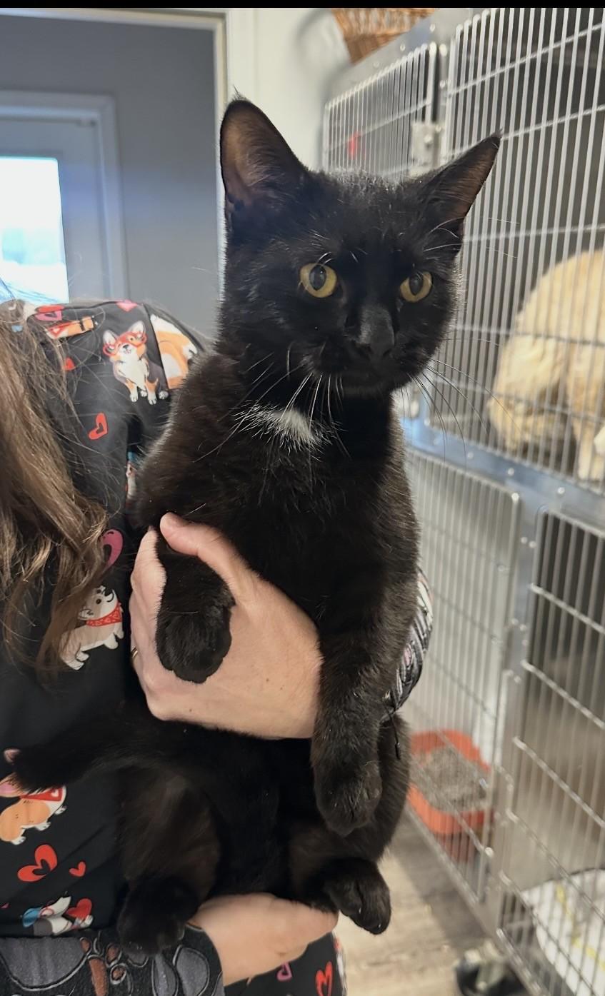 Marshall, adopted, Young Male Domestic Short Hair.