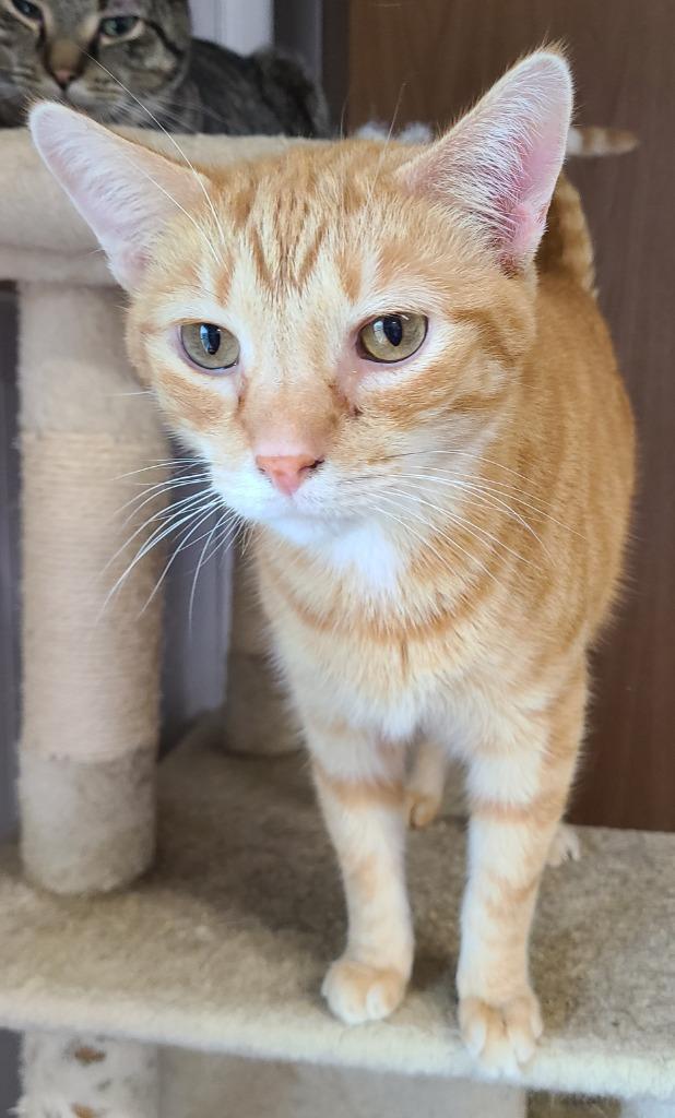 Tang, Adoptable, Adult Male Domestic Short Hair.