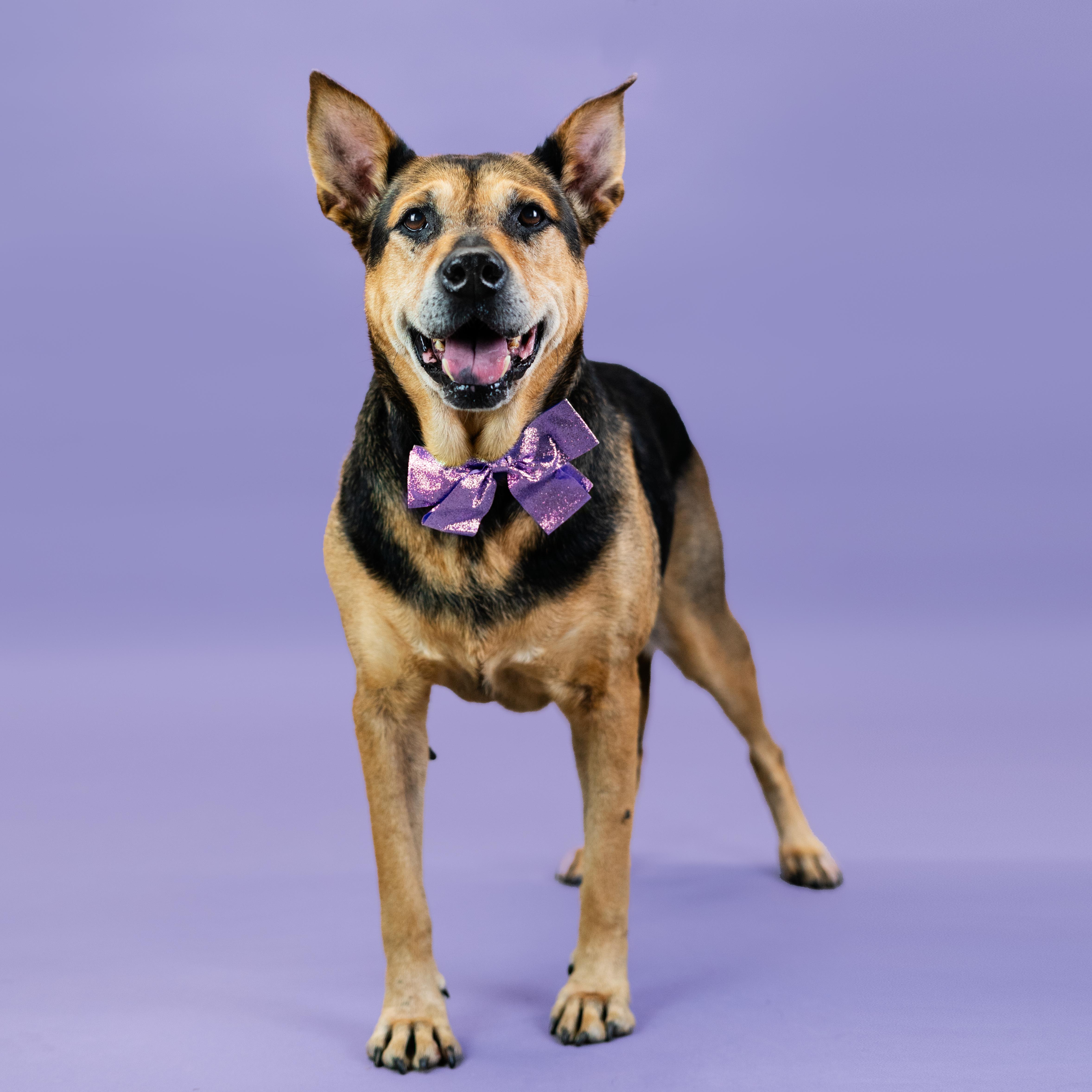 Olive, a Adoptable mixed breed in Shawnee, KS image 3/6