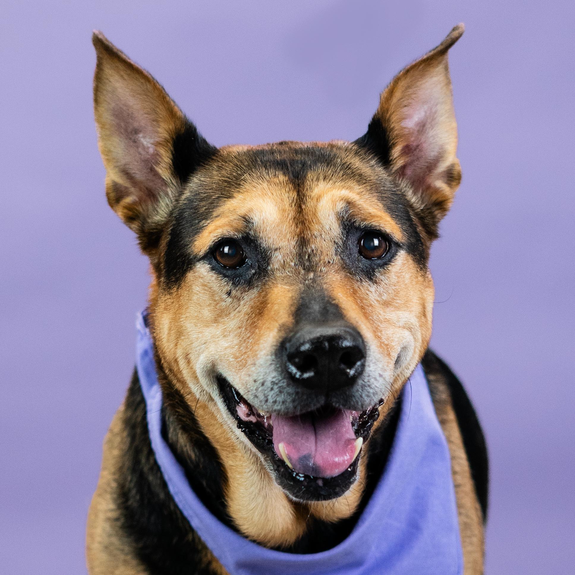 Olive, Adoptable, Senior Female German Shepherd Dog.