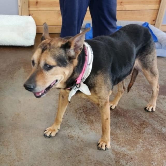 Olive, a Adoptable mixed breed in Shawnee, KS image 5/6