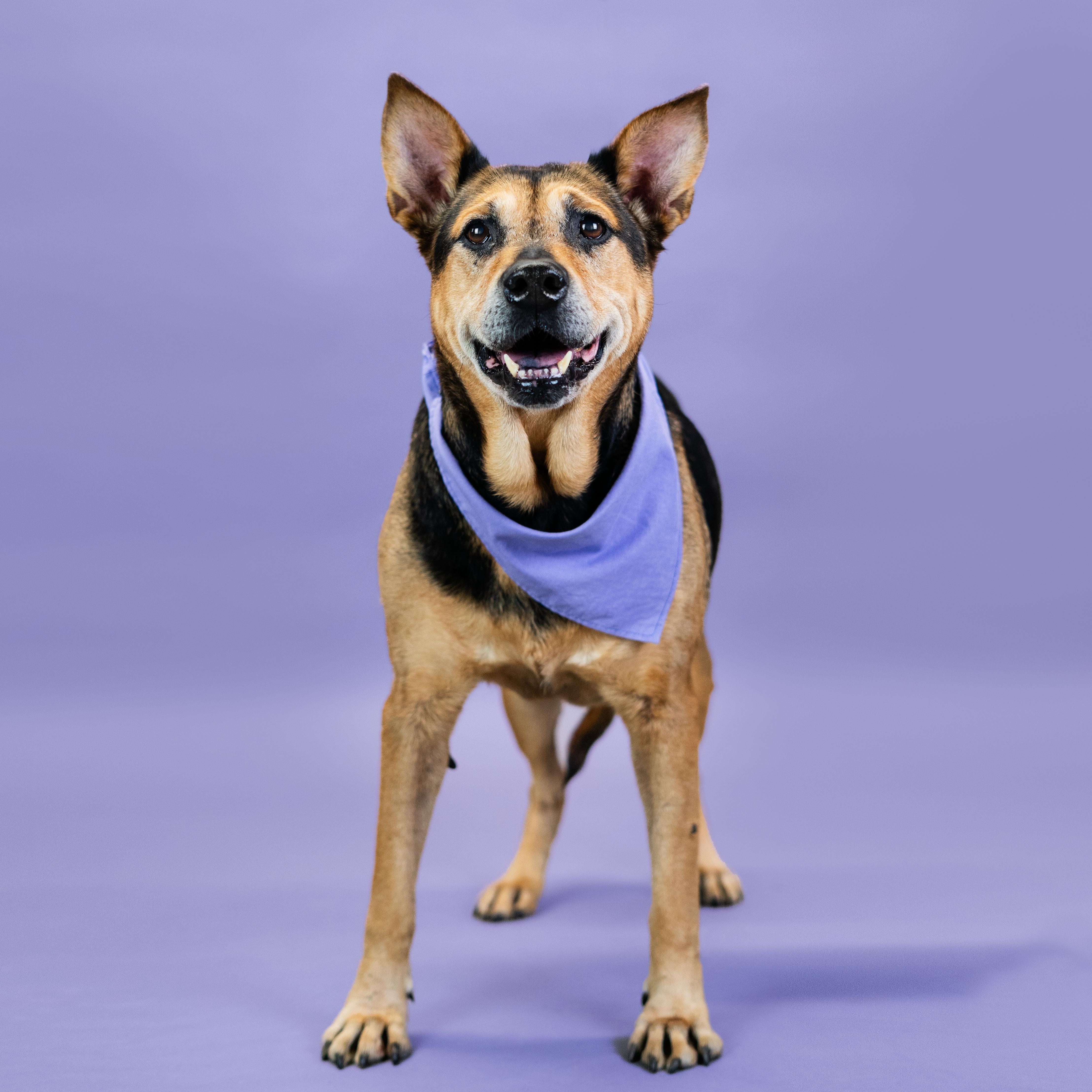 Olive, a Adoptable mixed breed in Shawnee, KS image 2/6