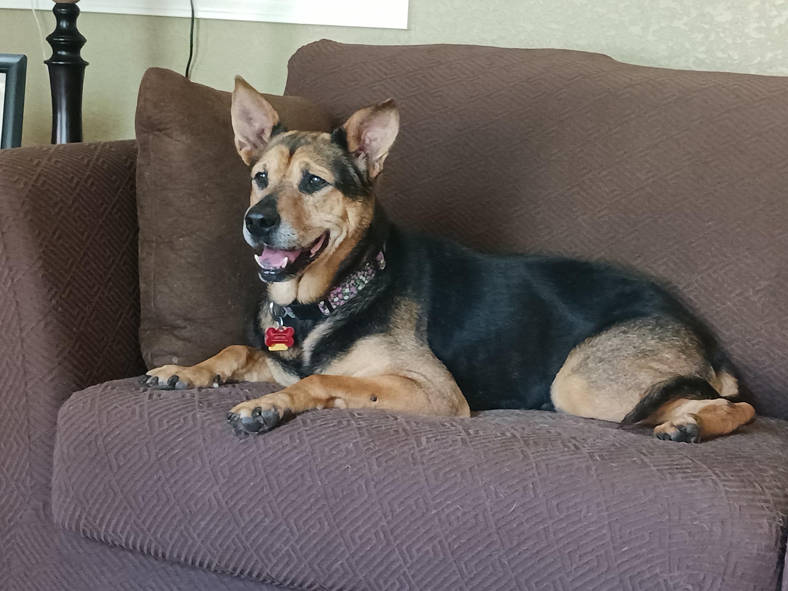 Olive, Adoptable, Senior Female German Shepherd Dog.