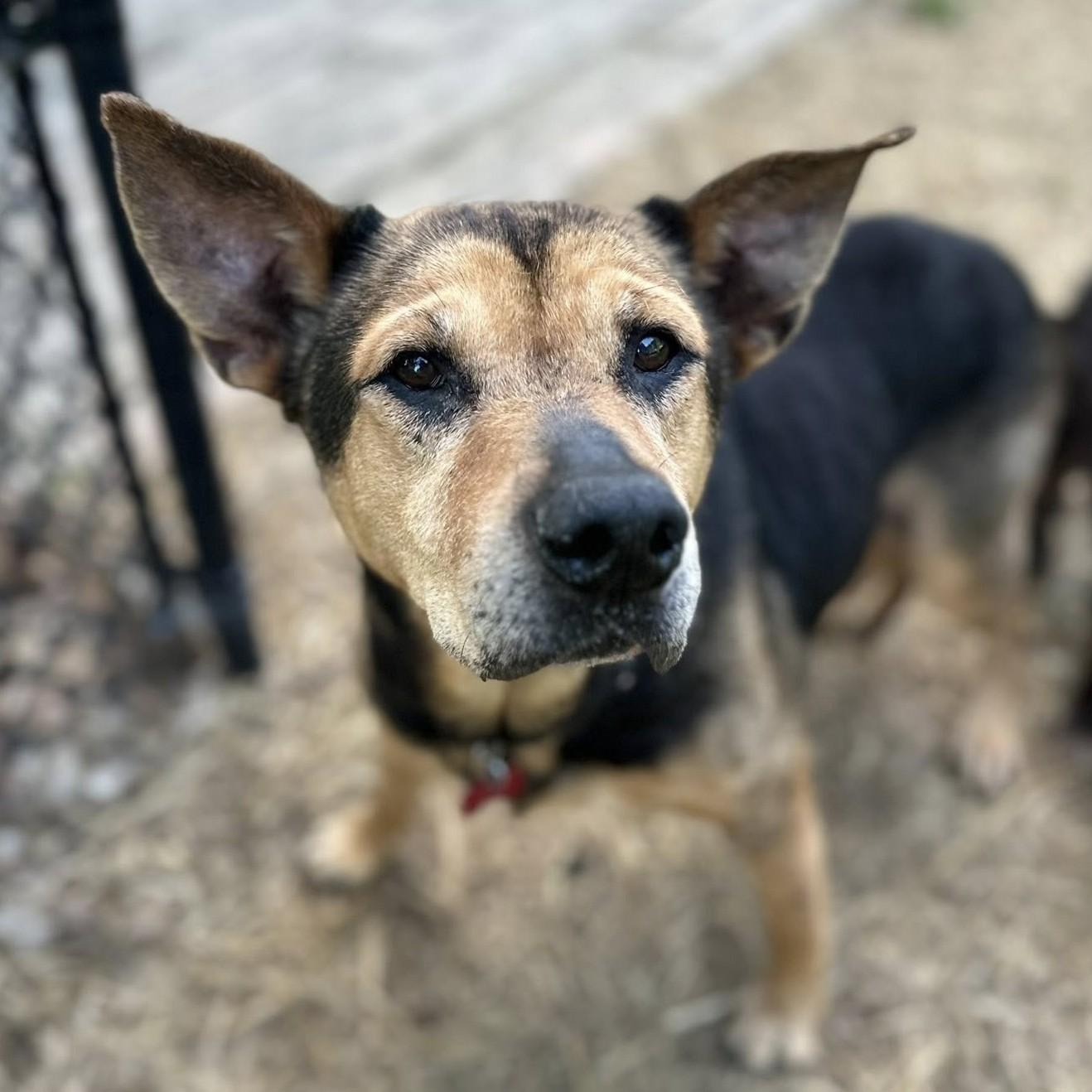 Olive, a Adoptable mixed breed in Shawnee, KS image 6/6