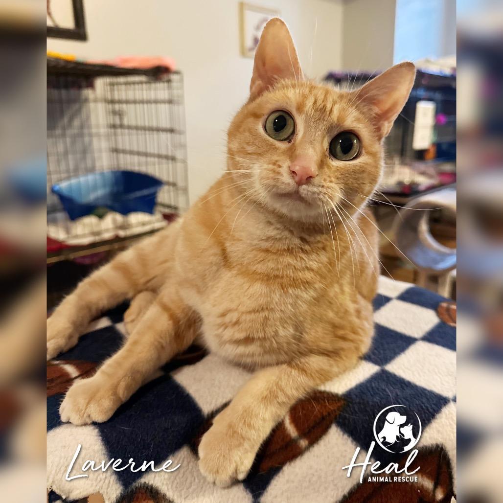 Laverne, Adoptable, Senior Female Domestic Short Hair.