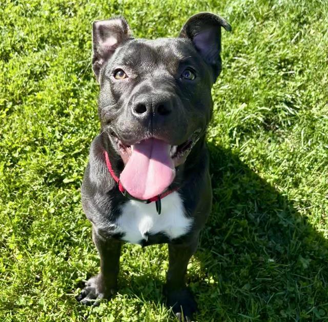 LURCH, Adoptable, Young Male Pit Bull Terrier.