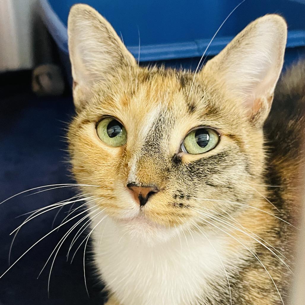 Enlarge Elle, a Adoptable Domestic Short Hair in Columbia Station, OH image 1/5