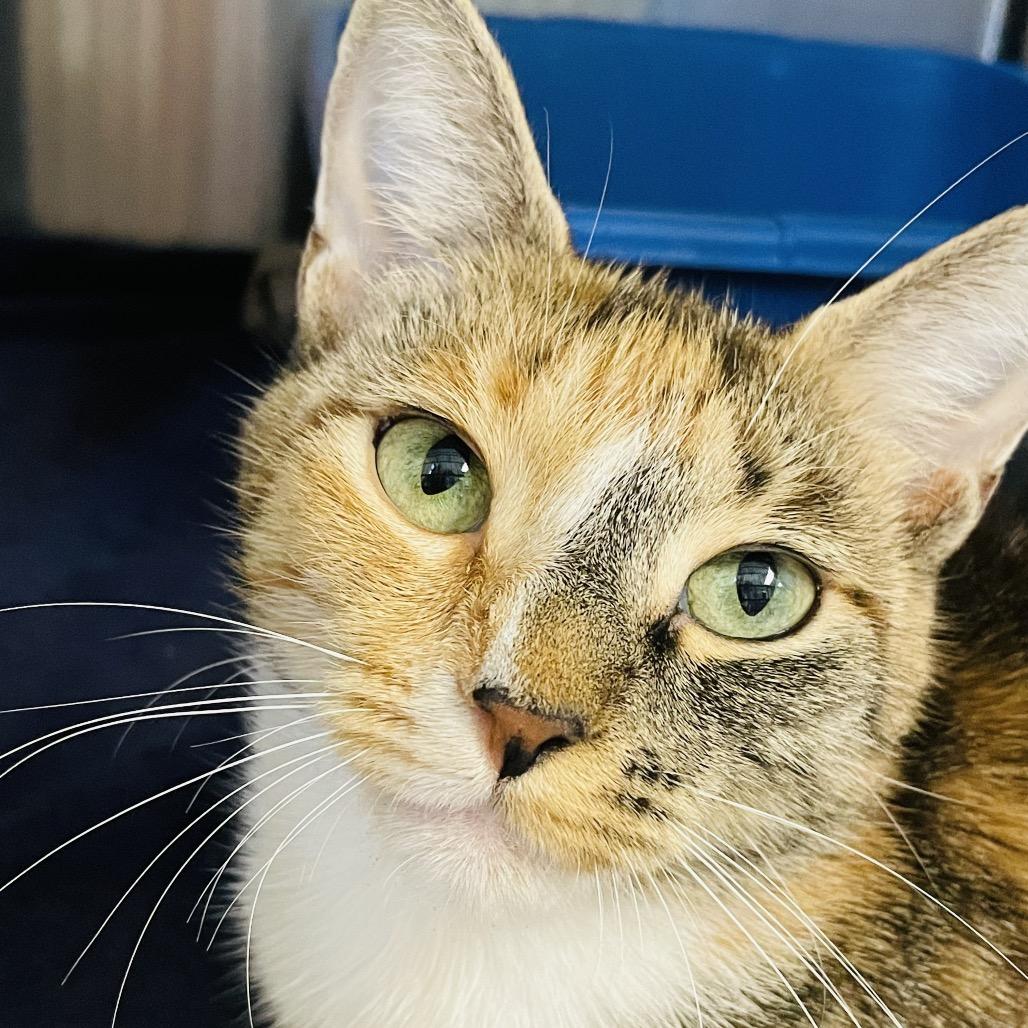 Enlarge Elle, a Adoptable Domestic Short Hair in Columbia Station, OH image 2/5