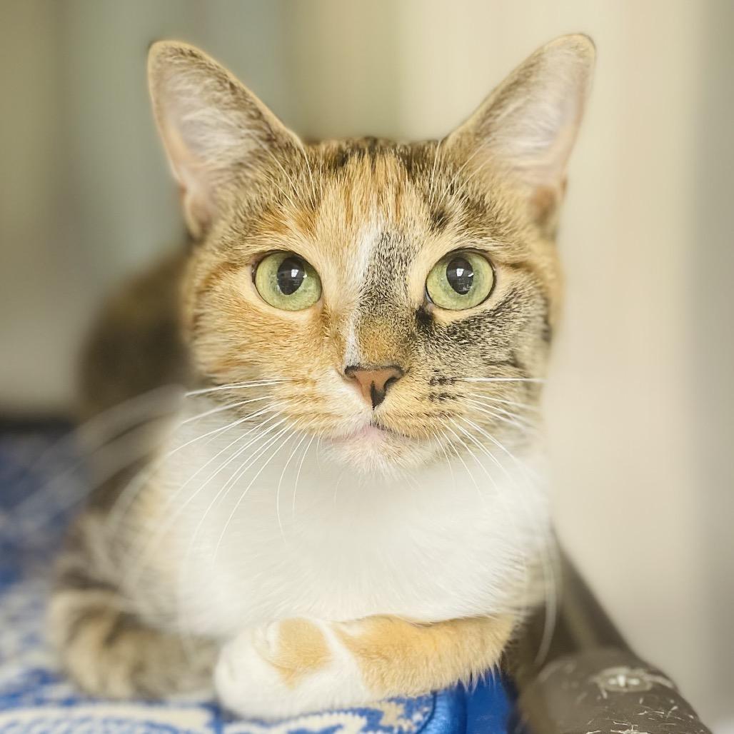 Enlarge Elle, a Adoptable Domestic Short Hair in Columbia Station, OH image 3/6