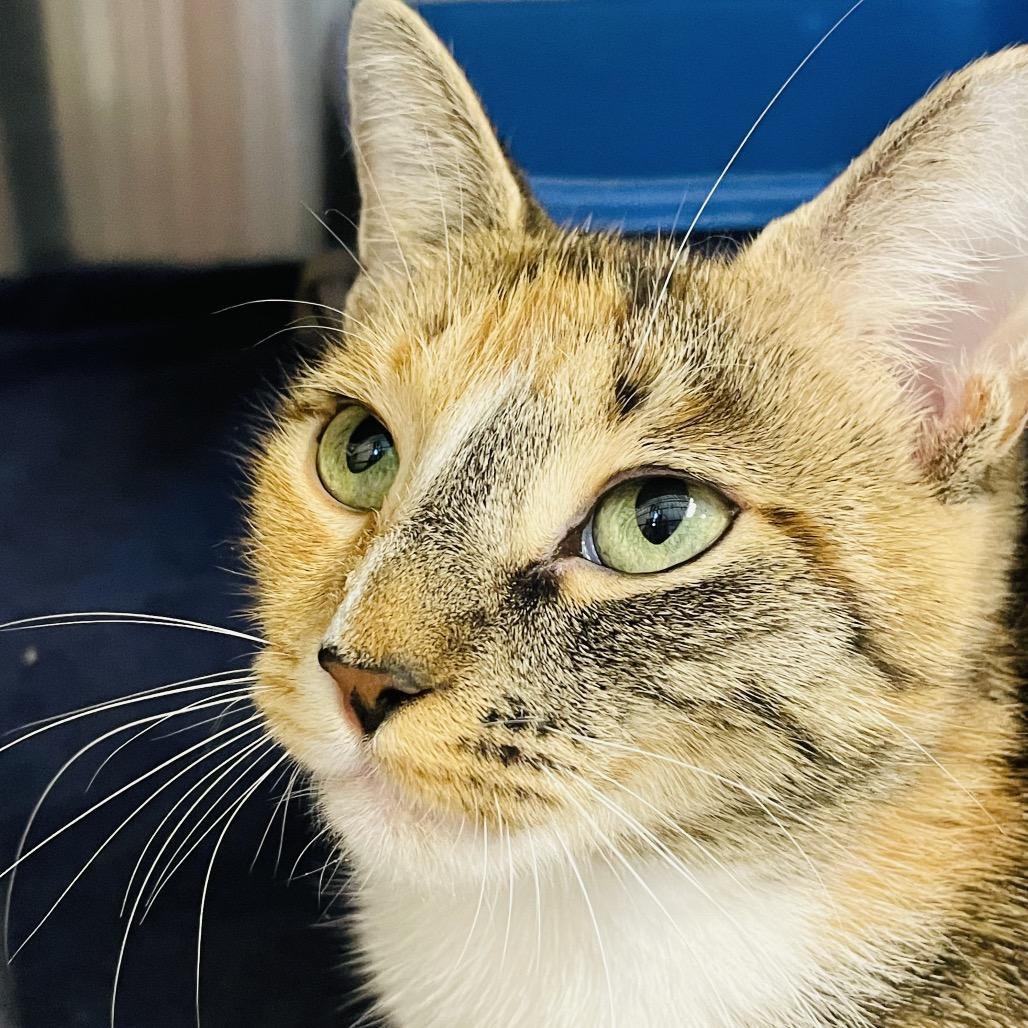 Enlarge Elle, a Adoptable Domestic Short Hair in Columbia Station, OH image 3/5